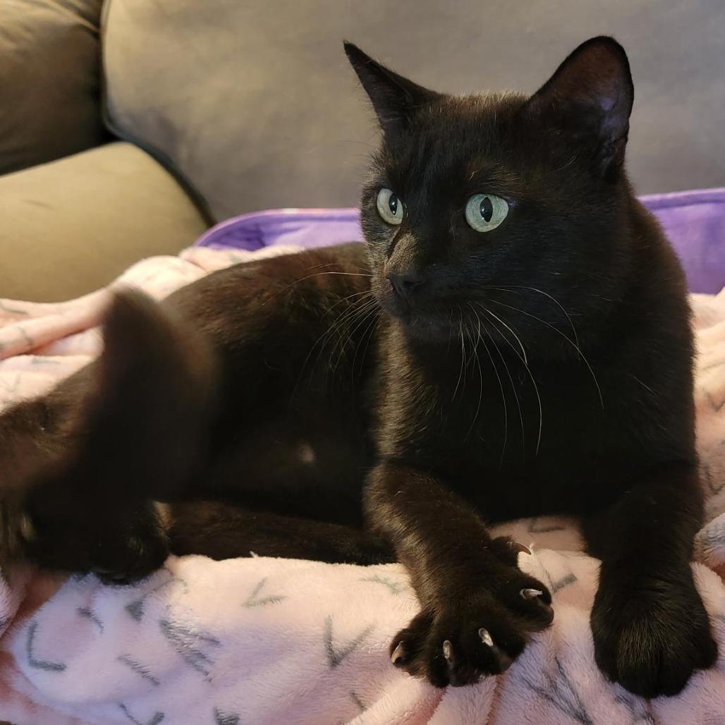 Enlarge Wick, a Adoptable Domestic Short Hair in Washougal, WA image 2/3