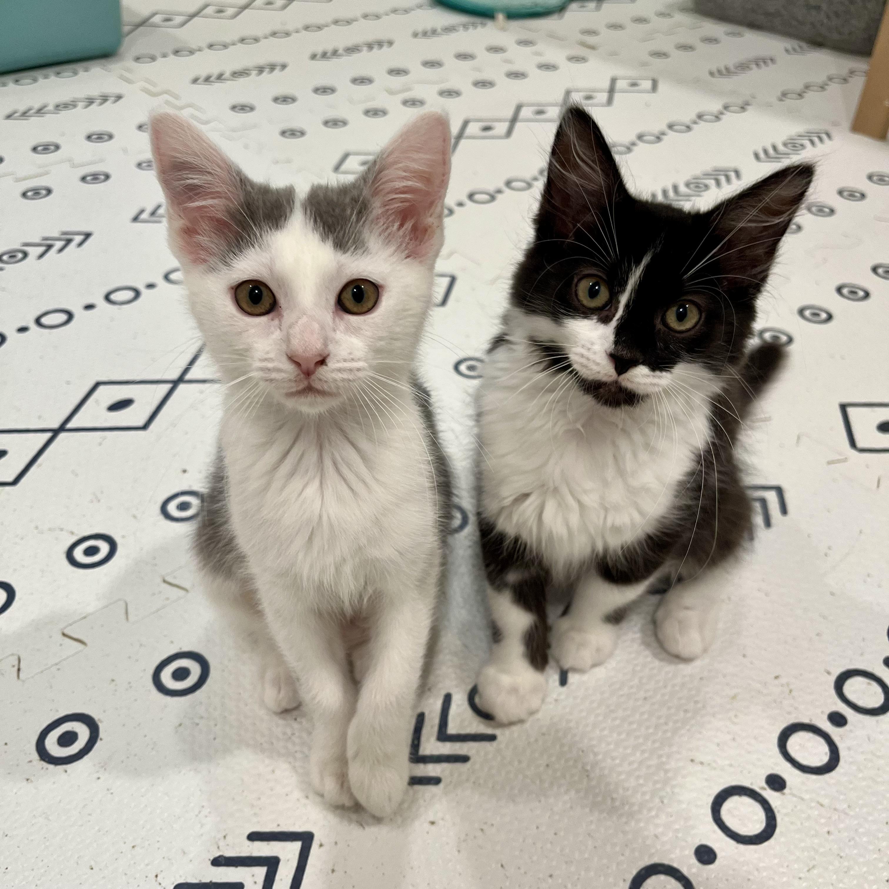 Enlarge Mungojerri, a Adoptable Domestic Medium Hair in Alexandria, VA image 3/6