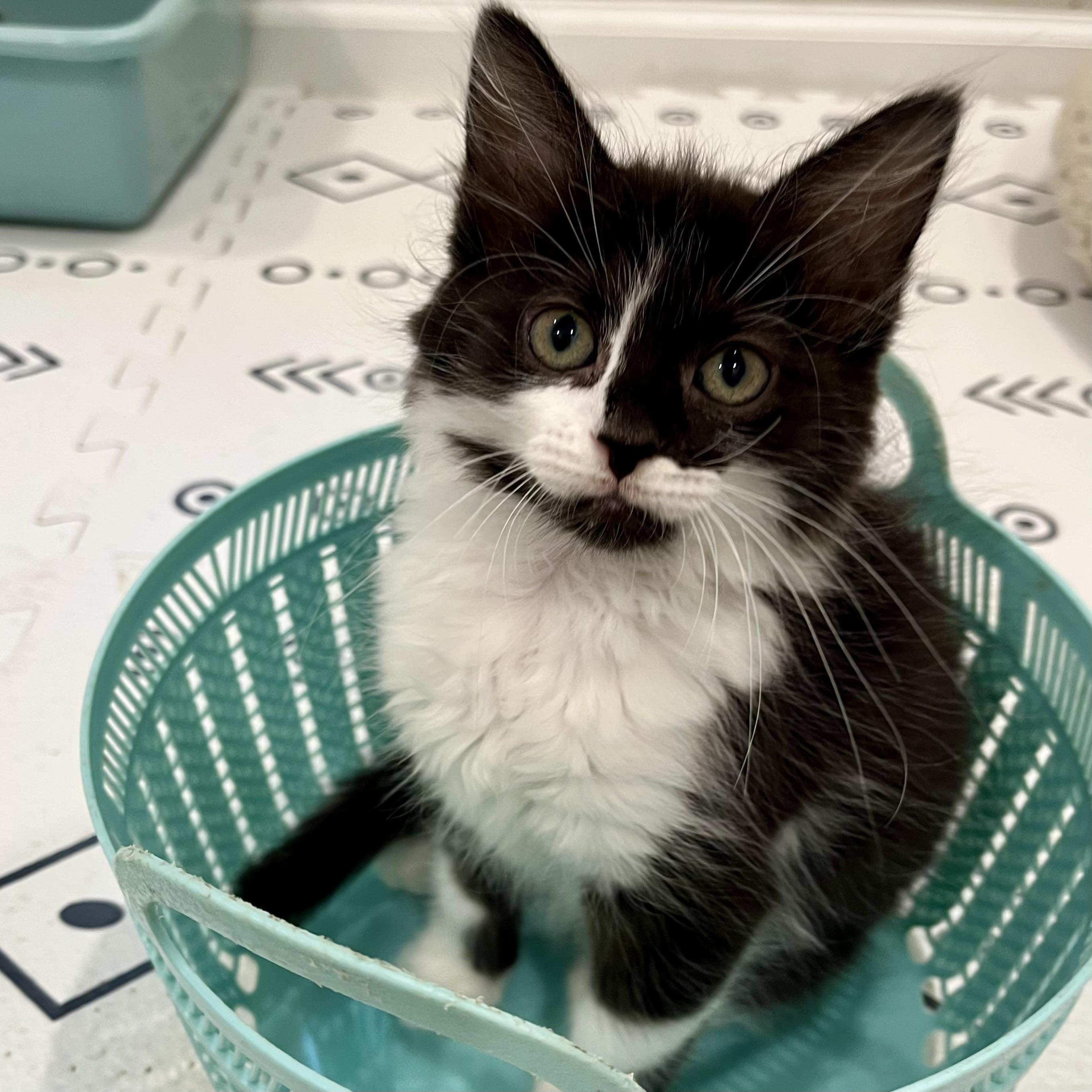 Mungojerri, Adoptable, Kitten Female Domestic Medium Hair.