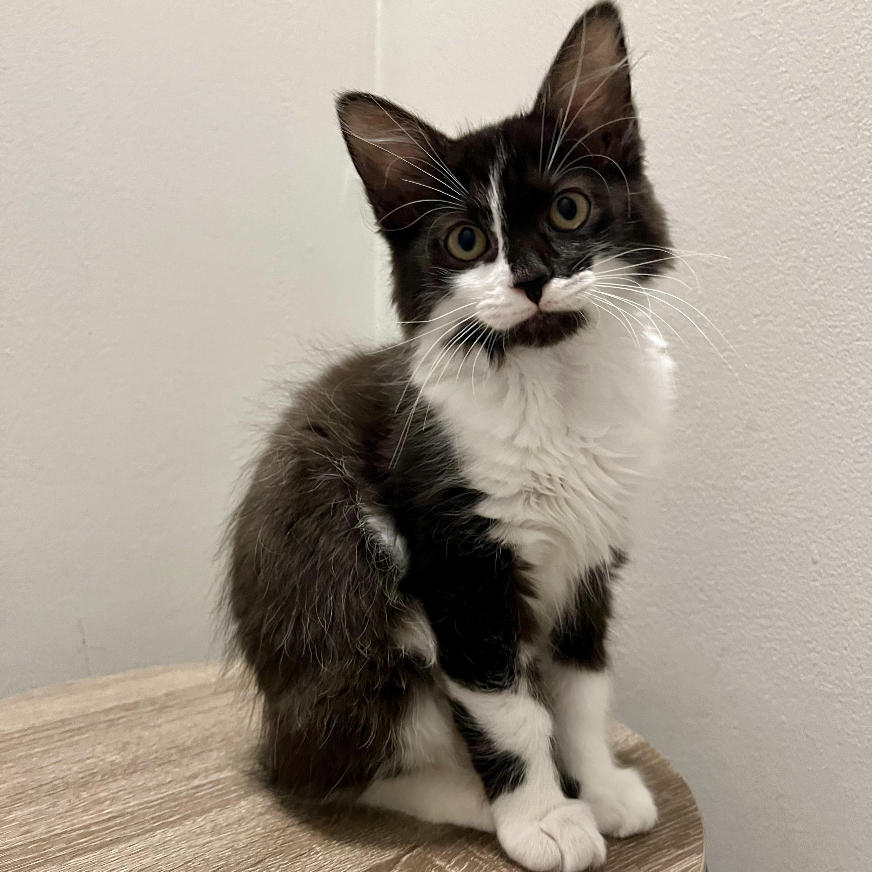 Enlarge Mungojerri, a Adoptable Domestic Medium Hair in Alexandria, VA image 2/6