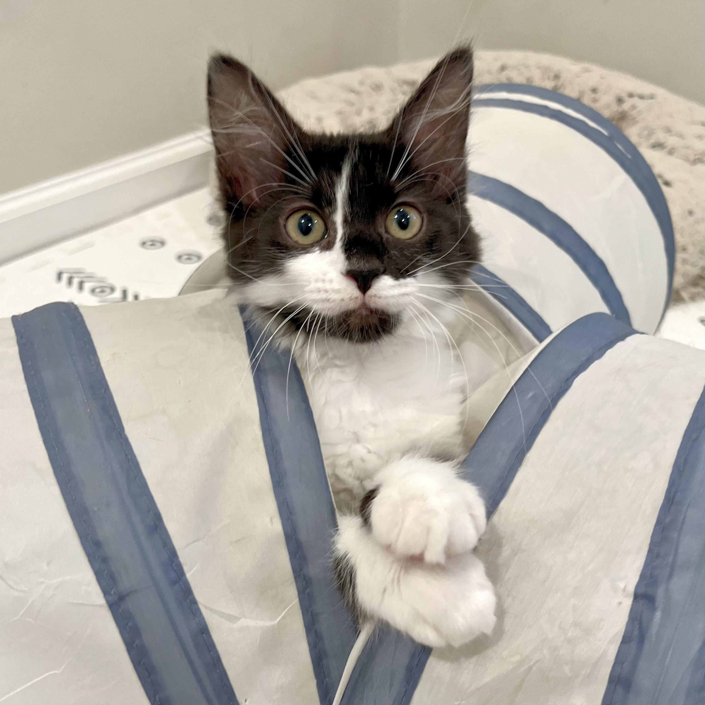 Enlarge Mungojerri, a Adoptable Domestic Medium Hair in Alexandria, VA image 4/6