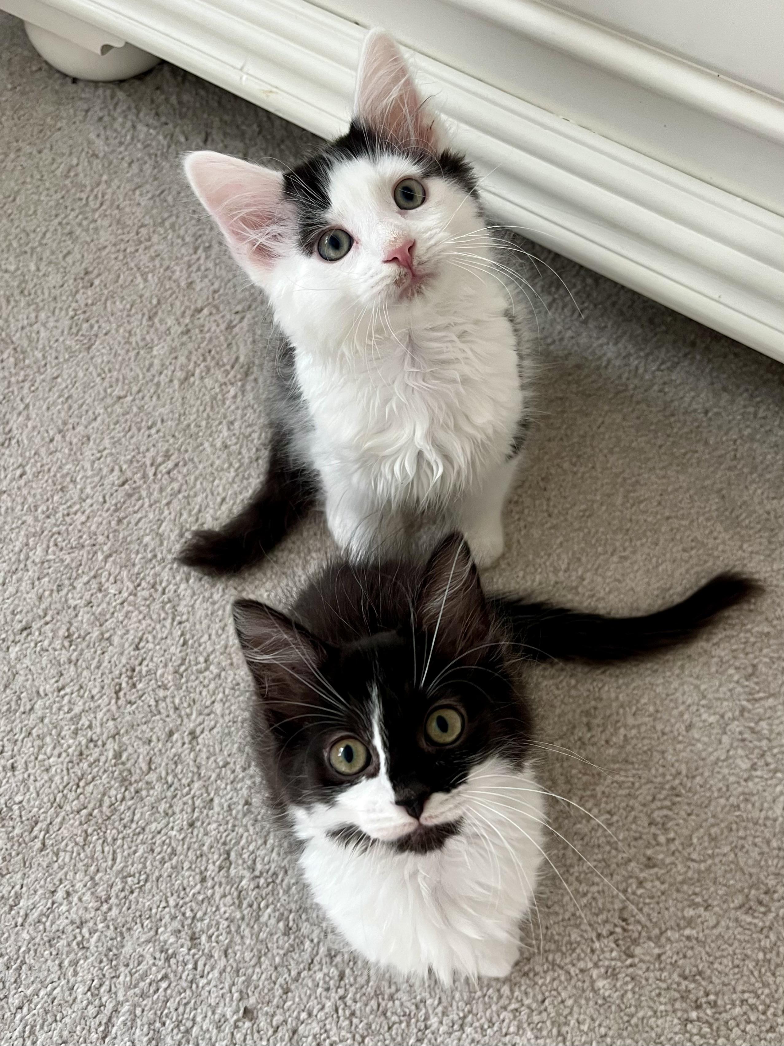 Enlarge Mungojerri, a Adoptable Domestic Medium Hair in Alexandria, VA image 6/6