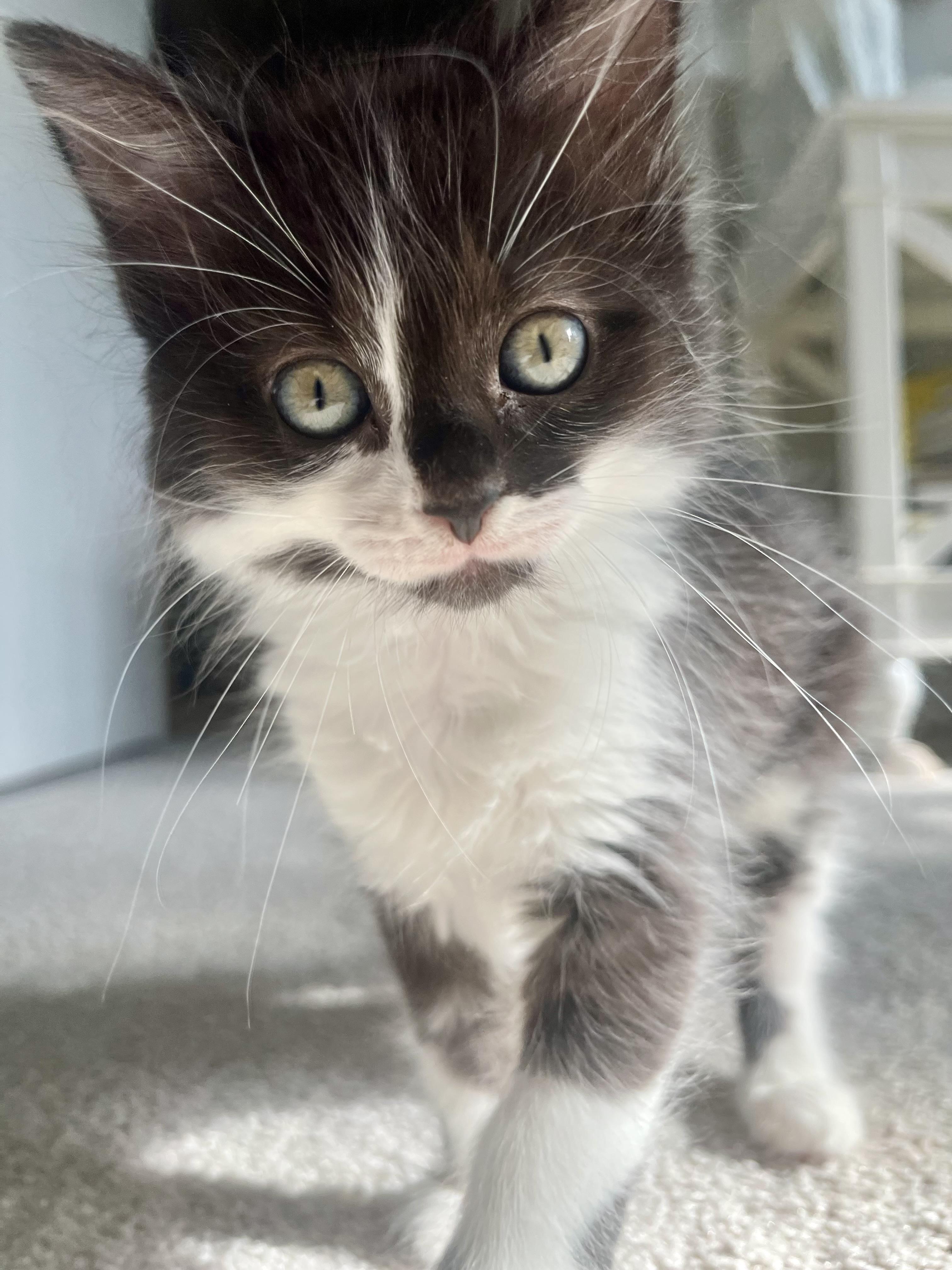 Enlarge Mungojerri, a Adoptable Domestic Medium Hair in Alexandria, VA image 5/6