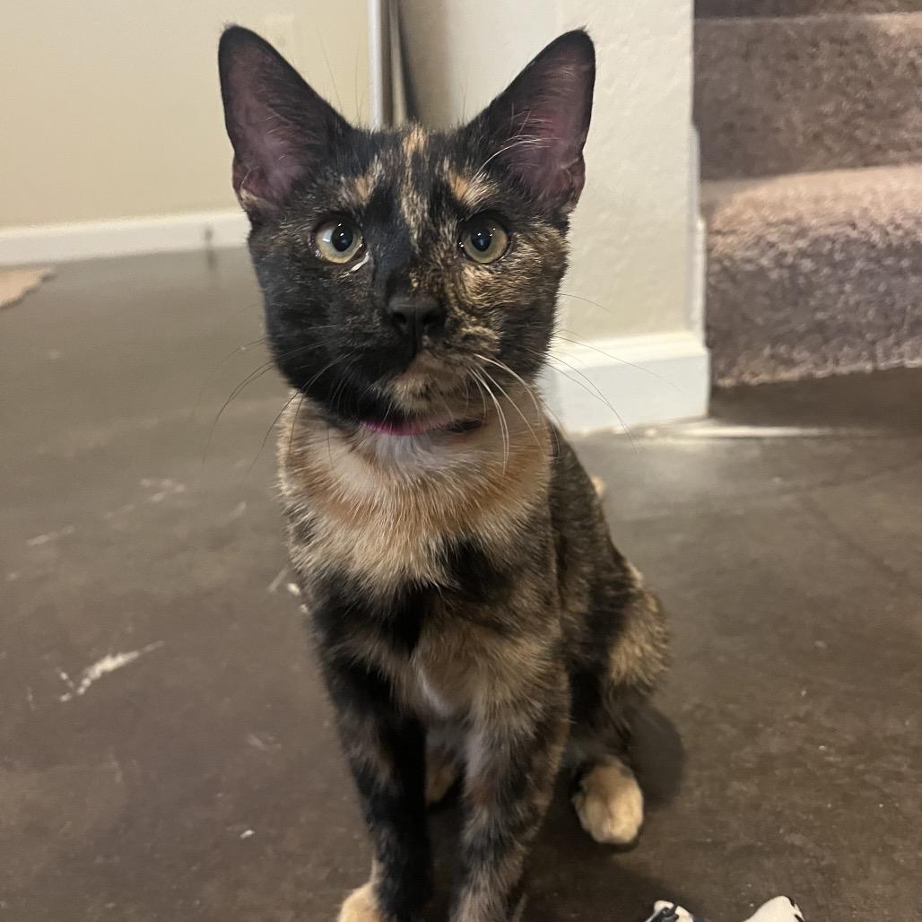 Dessa, Adoptable, Young Female Domestic Short Hair.