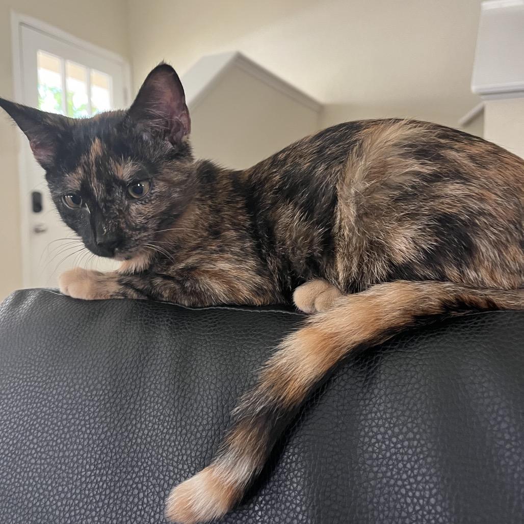 Enlarge Dessa, a Adoptable Domestic Short Hair in Auburn, AL image 2/5