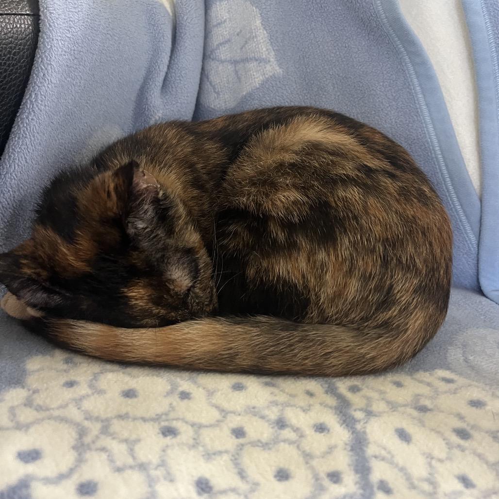 Enlarge Dessa, a Adoptable Domestic Short Hair in Auburn, AL image 3/5