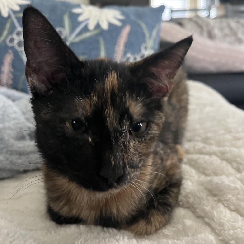 Enlarge Dessa, a Adoptable Domestic Short Hair in Auburn, AL image 4/5