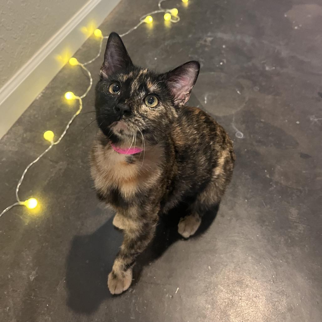 Enlarge Dessa, a Adoptable Domestic Short Hair in Auburn, AL image 5/5