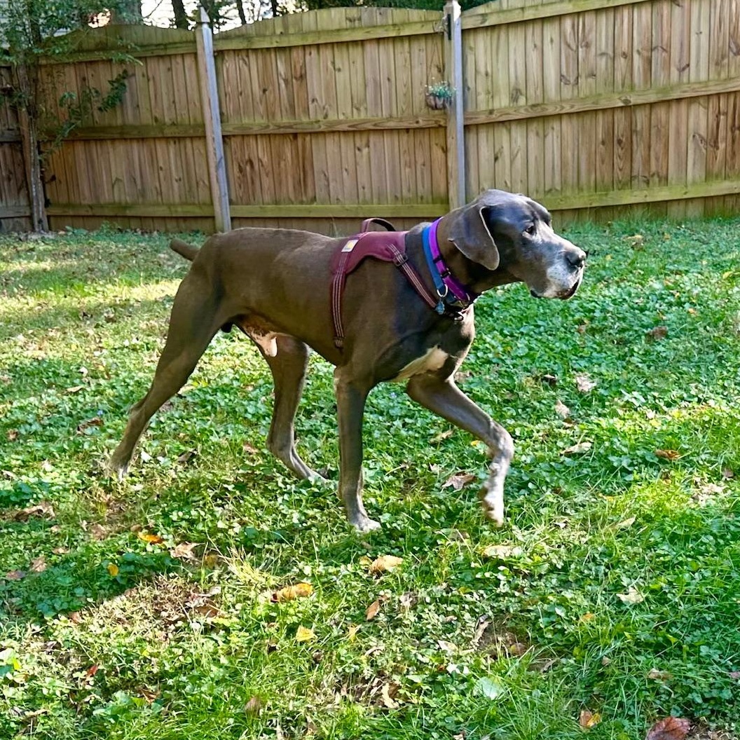 Enlarge Zeus, a Adoptable Great Dane in Richmond, VA image 3/6