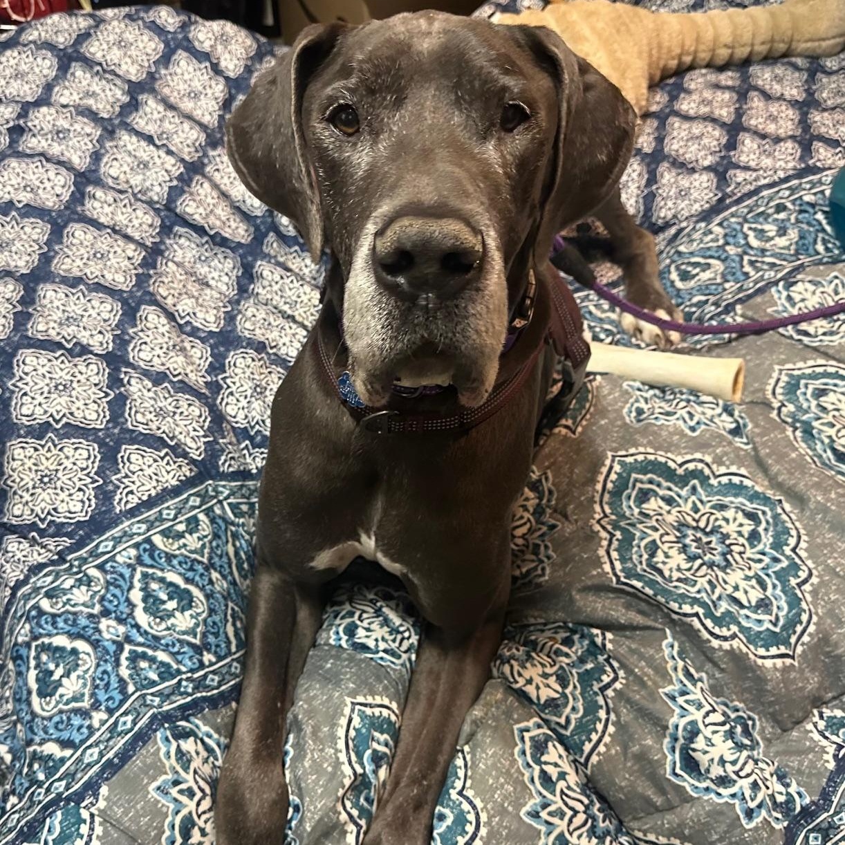 Enlarge Zeus, a Adoptable Great Dane in Richmond, VA image 6/6