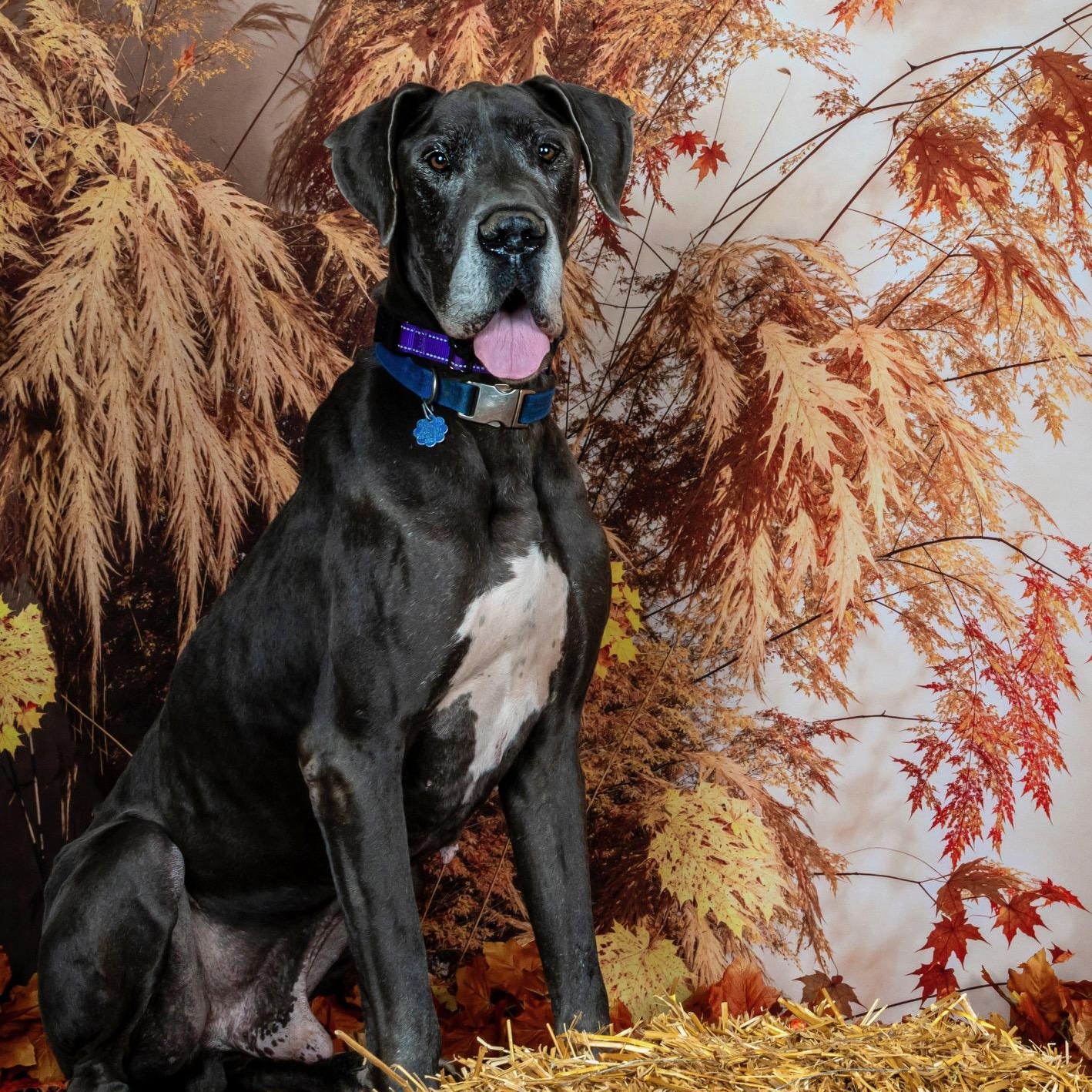 Enlarge Zeus, a Adoptable Great Dane in Richmond, VA image 1/6