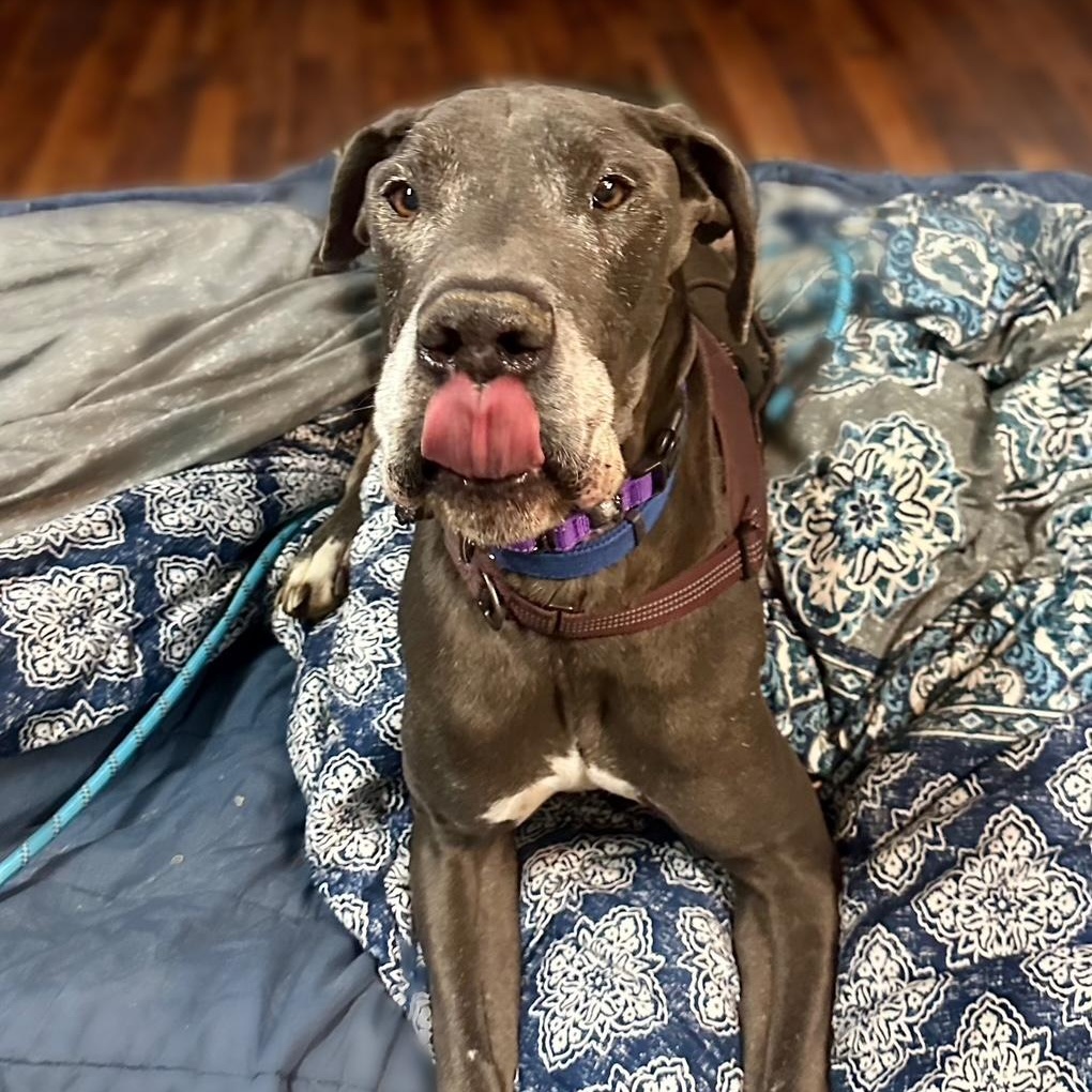 Enlarge Zeus, a Adoptable Great Dane in Richmond, VA image 4/6