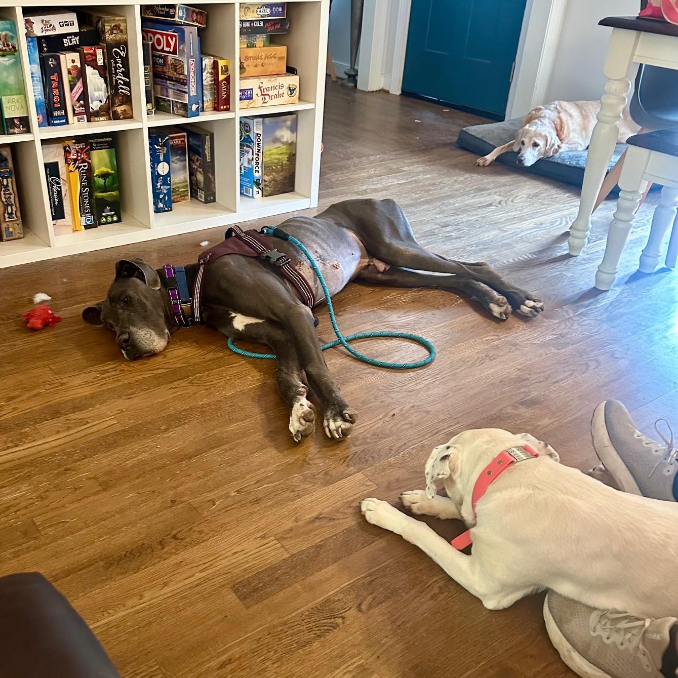 Enlarge Zeus, a Adoptable Great Dane in Richmond, VA image 5/6