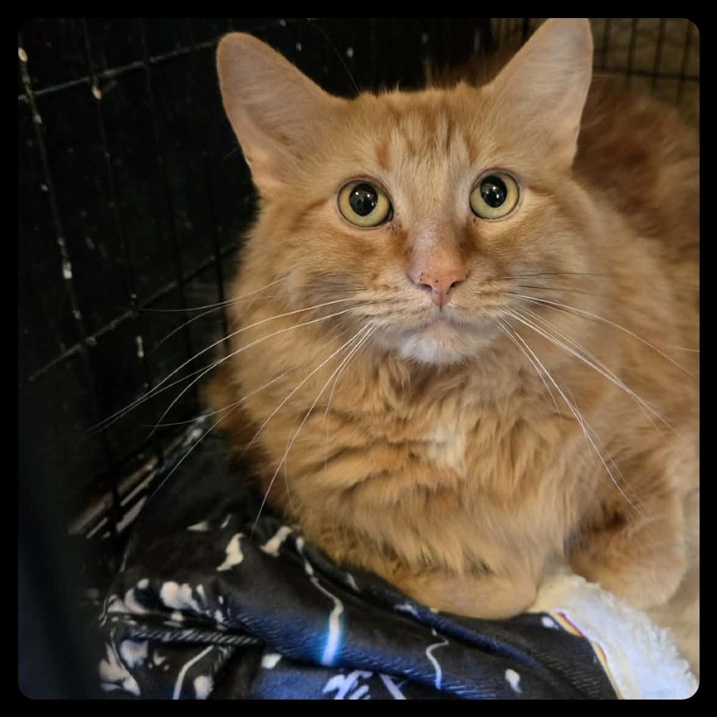 Enlarge Tiger, a Adoptable Domestic Long Hair in Park Falls, WI image 1/6