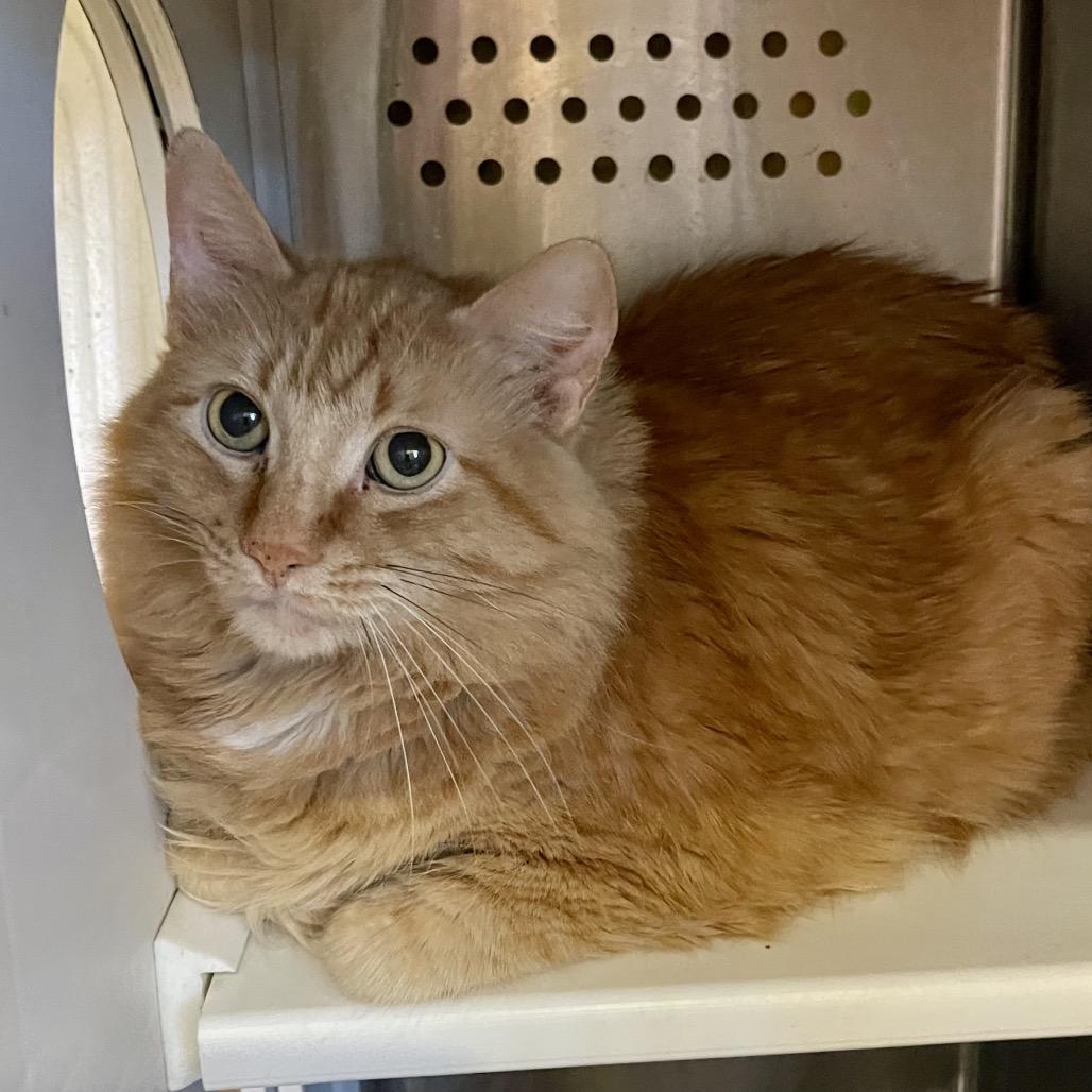 Enlarge Tiger, a Adoptable Domestic Long Hair in Park Falls, WI image 2/6