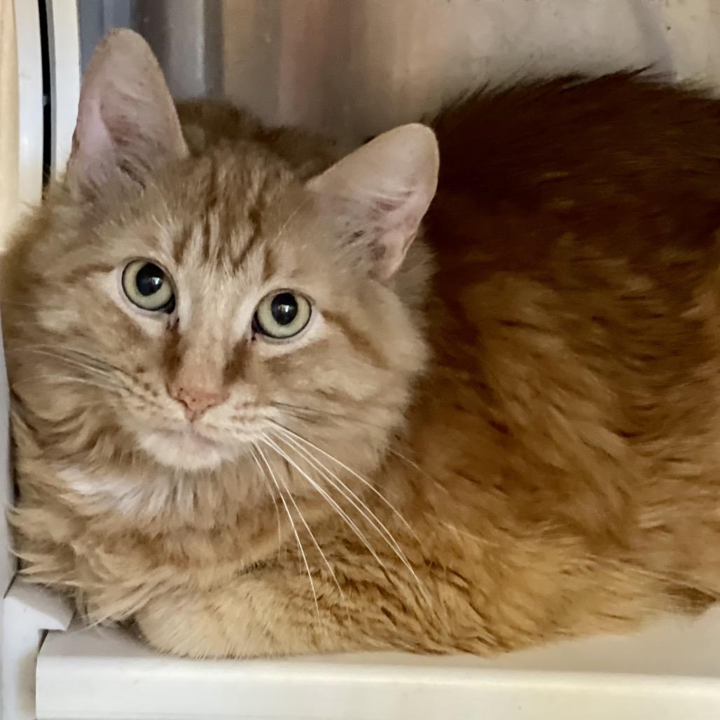 Enlarge Tiger, a Adoptable Domestic Long Hair in Park Falls, WI image 3/6