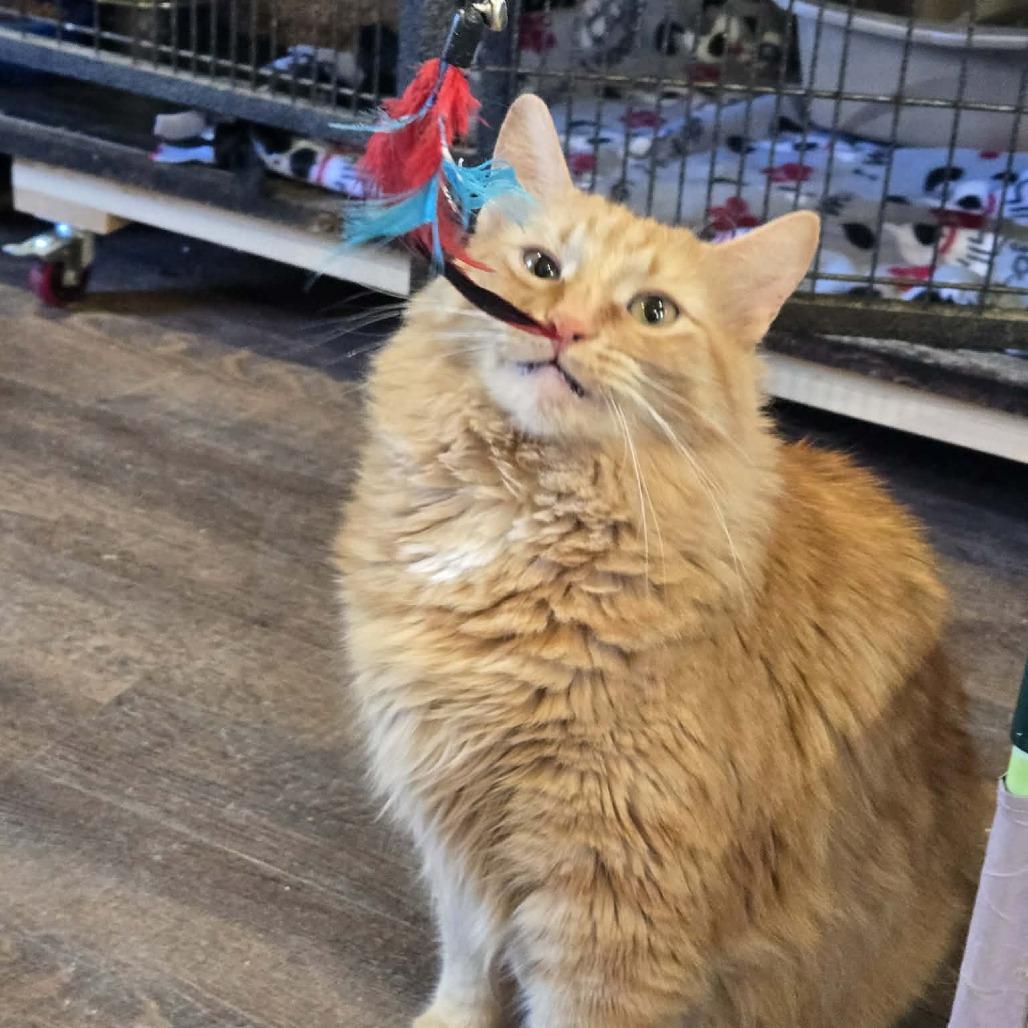 Enlarge Tiger, a Adoptable Domestic Long Hair in Park Falls, WI image 4/6