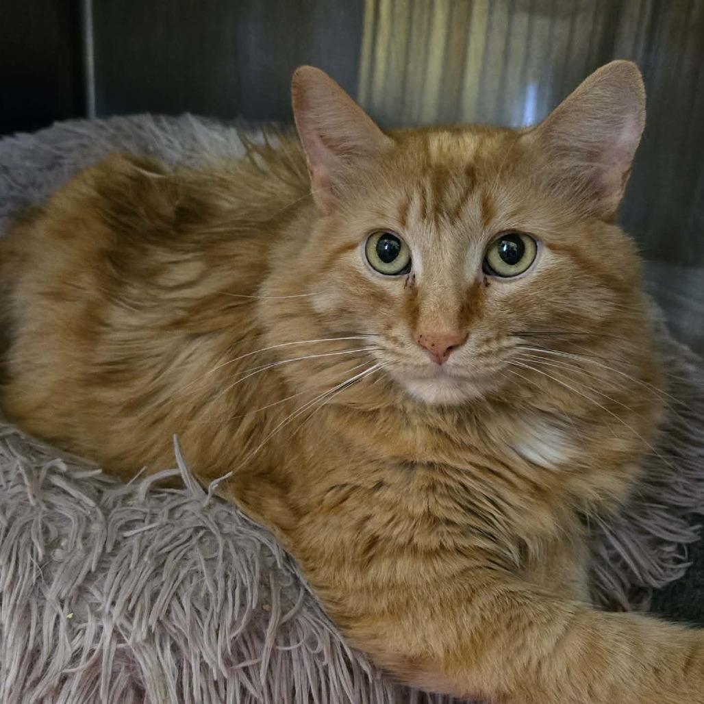Enlarge Tiger, a Adoptable Domestic Long Hair in Park Falls, WI image 5/6