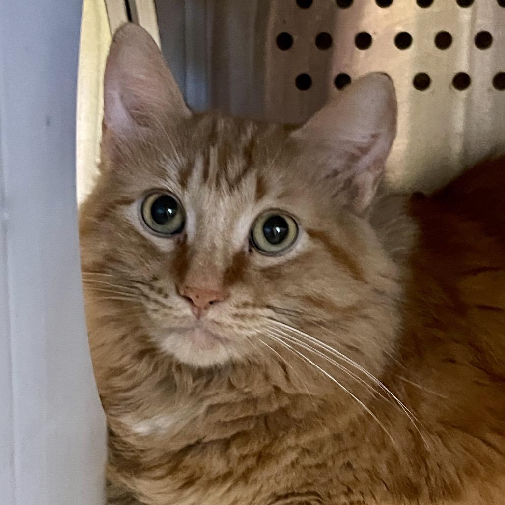 Enlarge Tiger, a Adoptable Domestic Long Hair in Park Falls, WI image 6/6