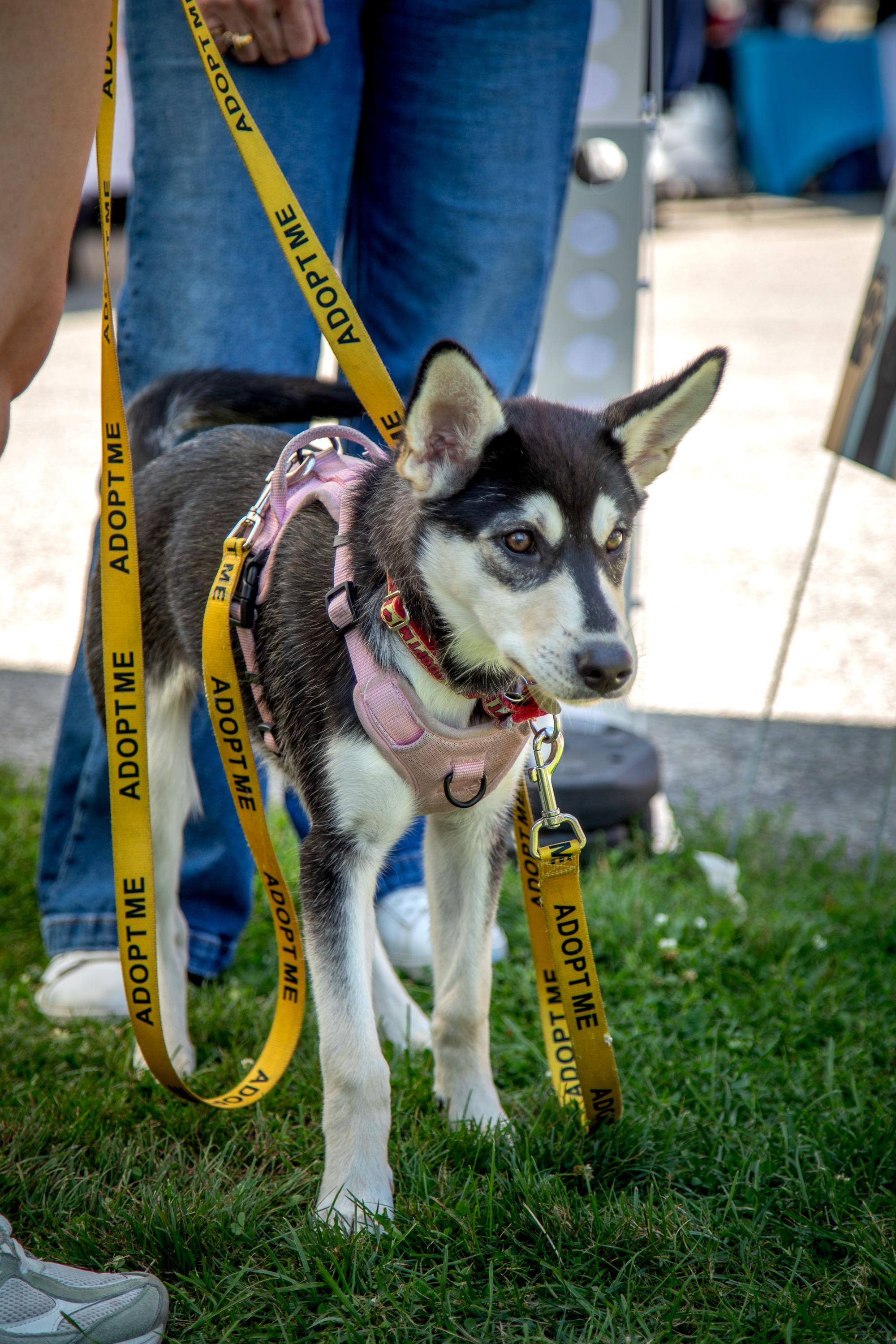 Enlarge Wren, a ADOPTABLE mixed breed in Mississauga, ON image 3/5