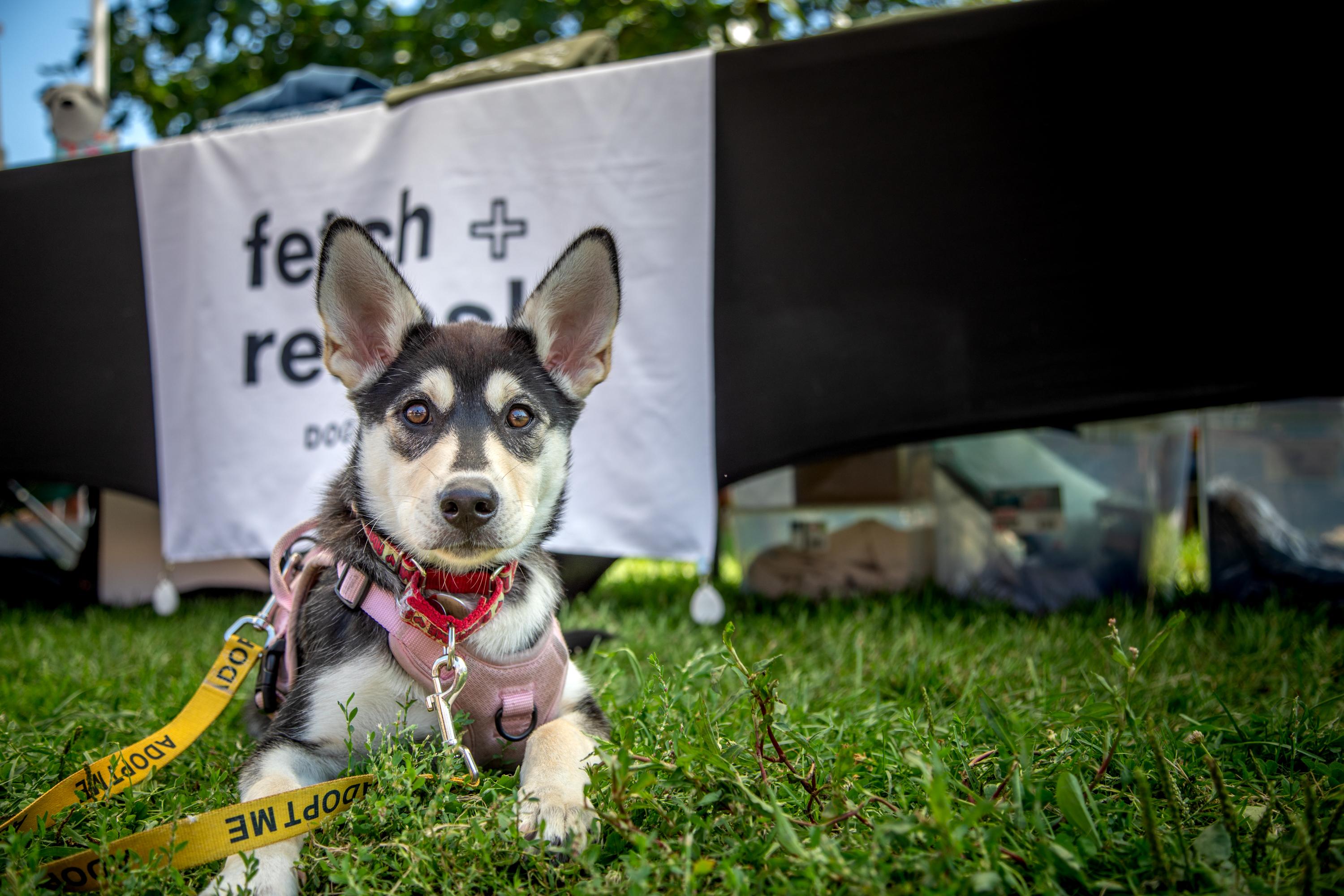 Enlarge Wren, a ADOPTABLE mixed breed in Mississauga, ON image 5/5