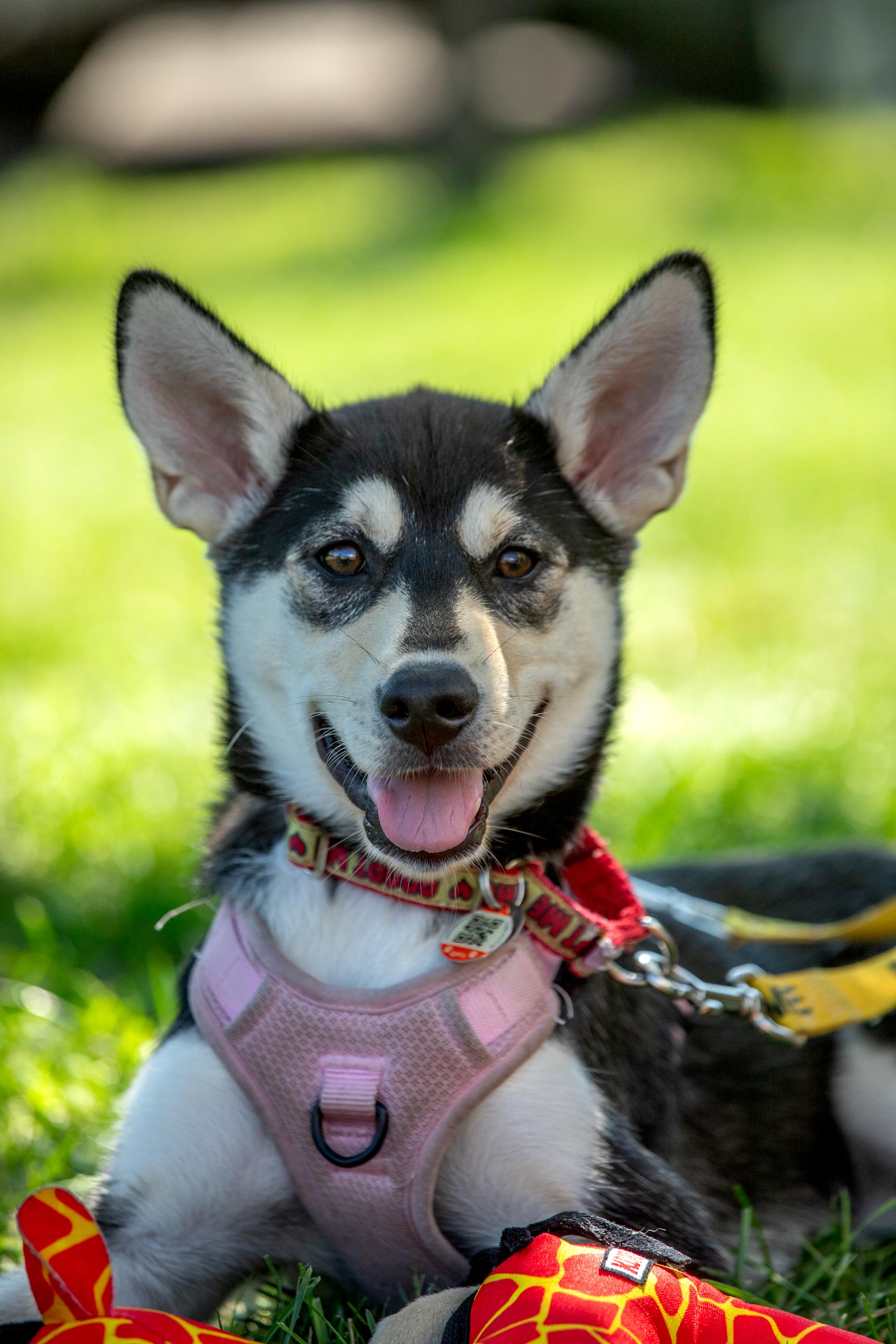 Enlarge Wren, a ADOPTABLE mixed breed in Mississauga, ON image 4/5
