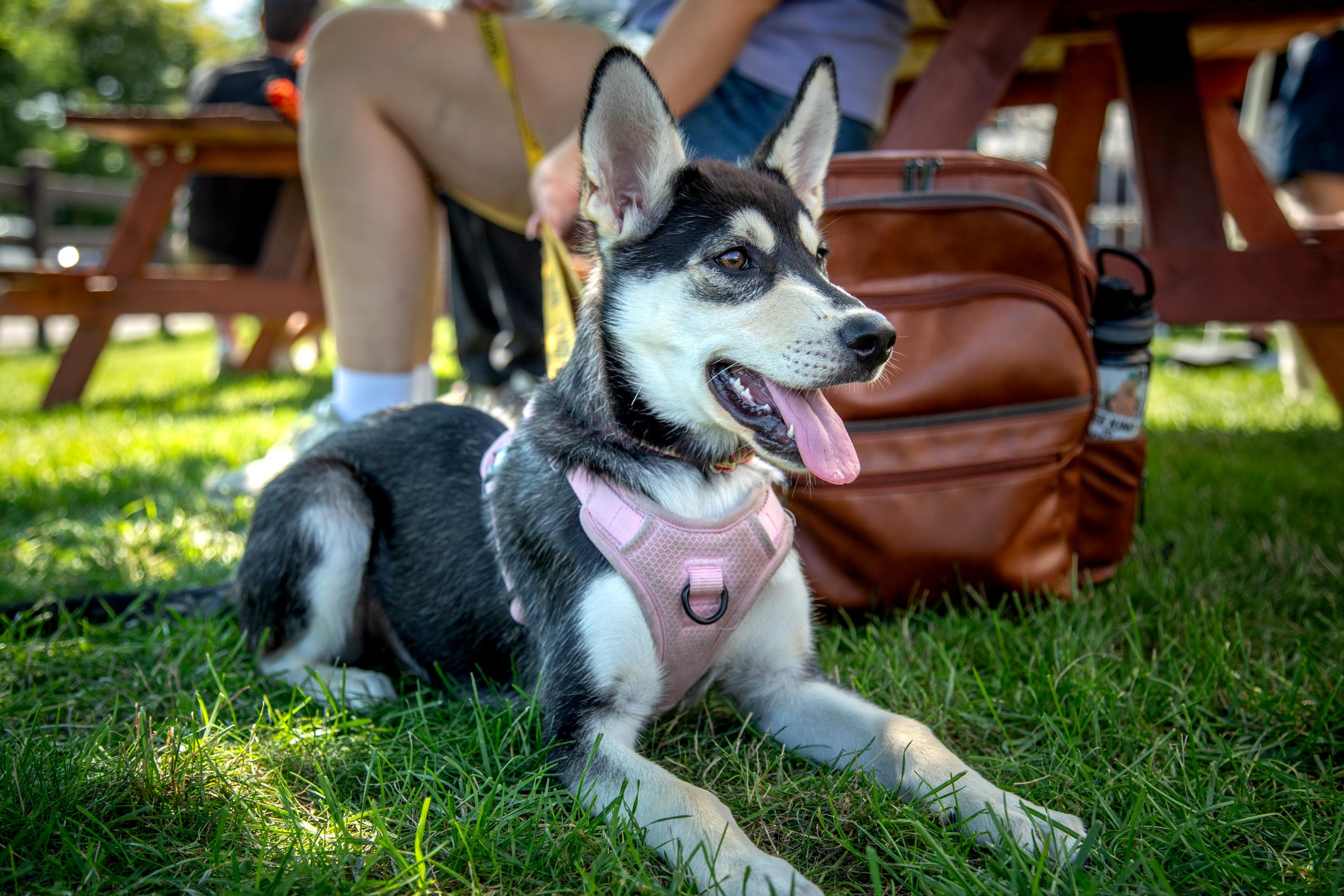 Enlarge Wren, a ADOPTABLE mixed breed in Mississauga, ON image 2/5