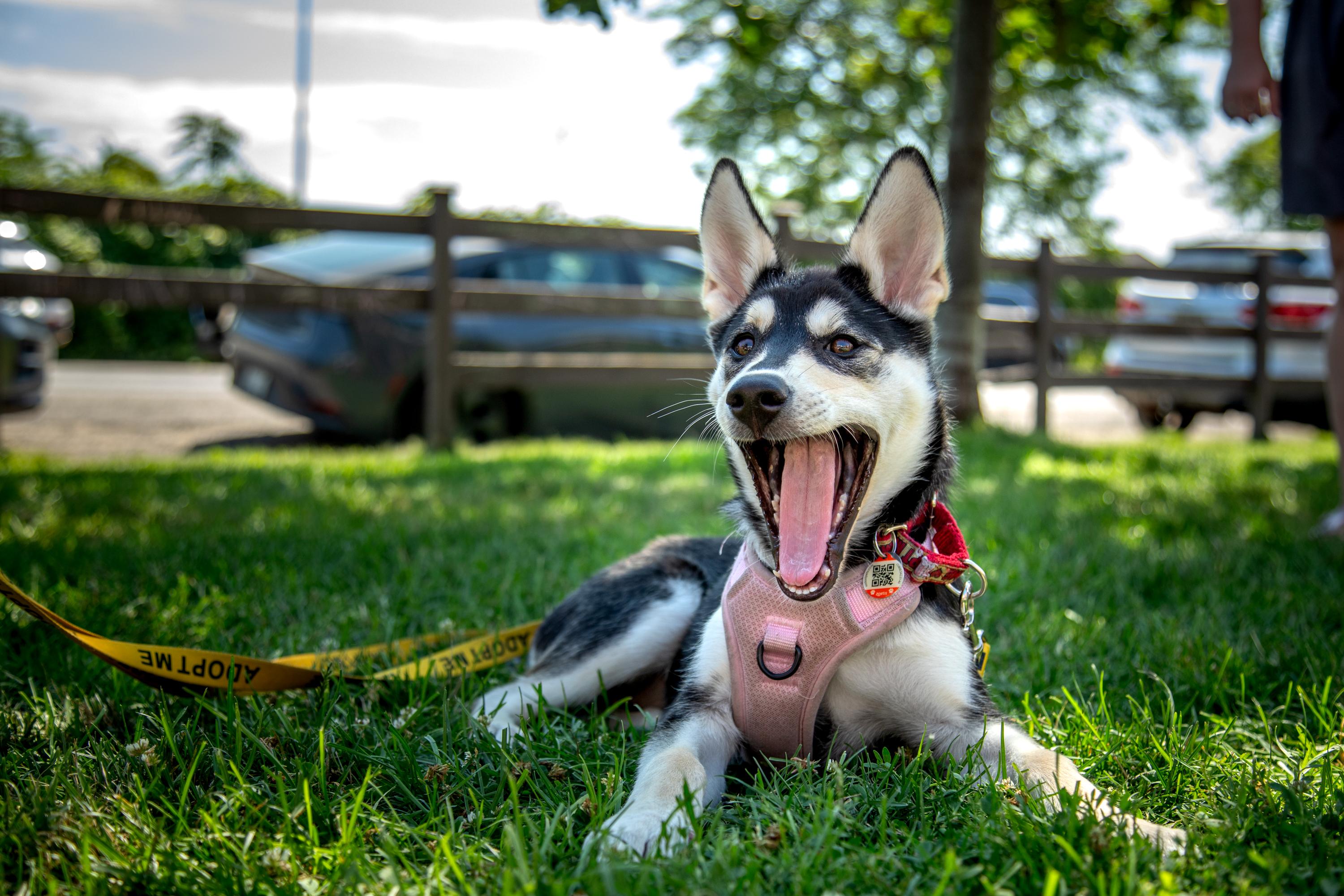 Enlarge Wren, a ADOPTABLE mixed breed in Mississauga, ON image 1/5