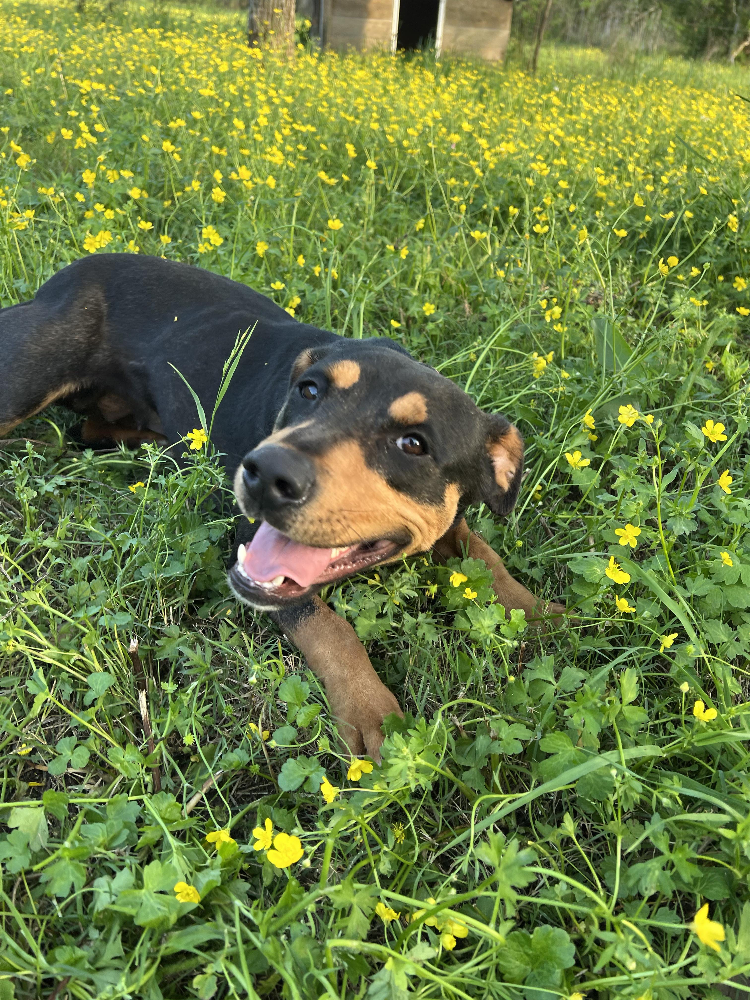 Mia, an adoptable Mountain Cur in SYRACUSE, KS, 67878 | Photo Image 1