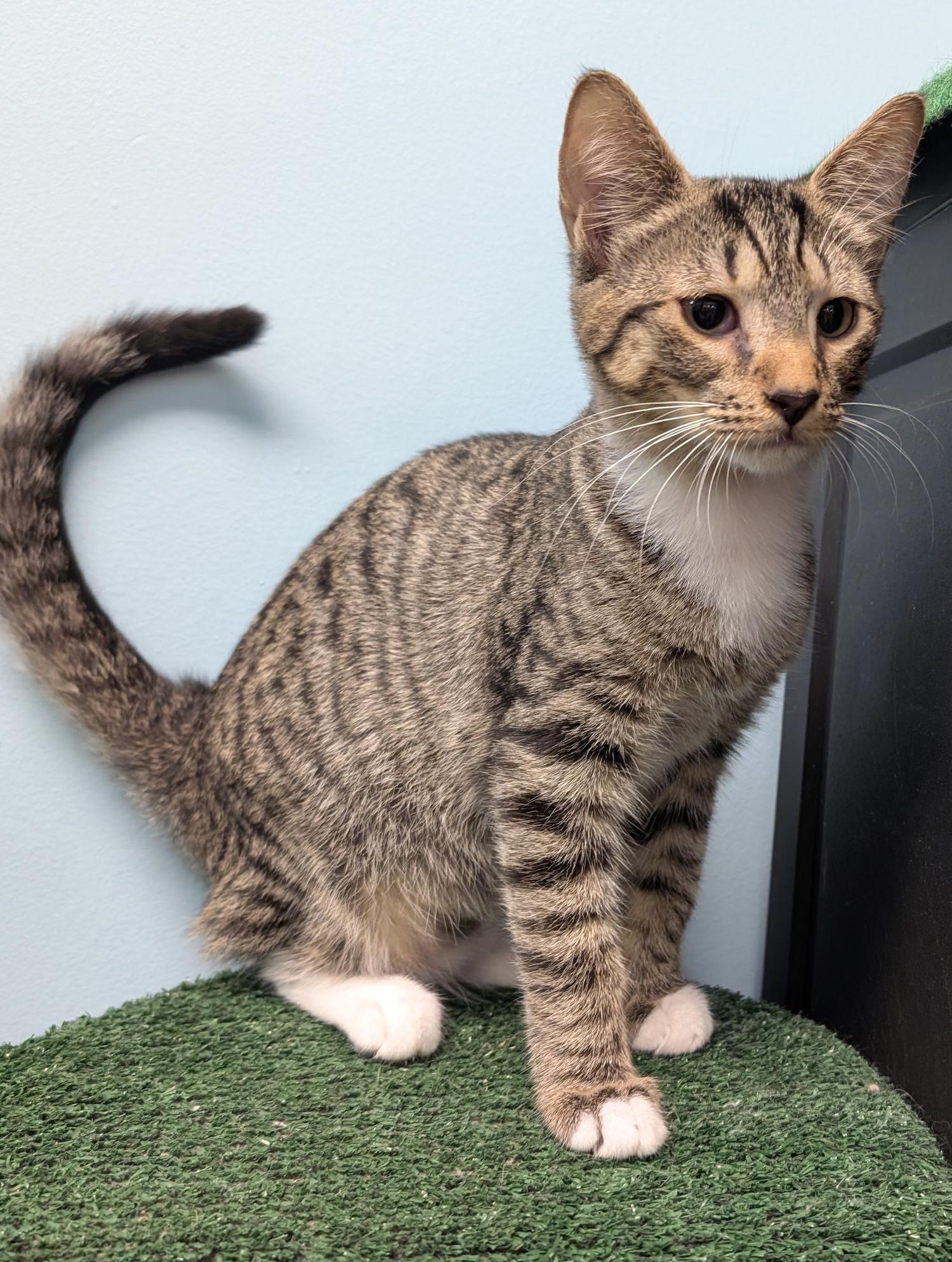 Ted, Adoptable, Kitten Male Domestic Short Hair.