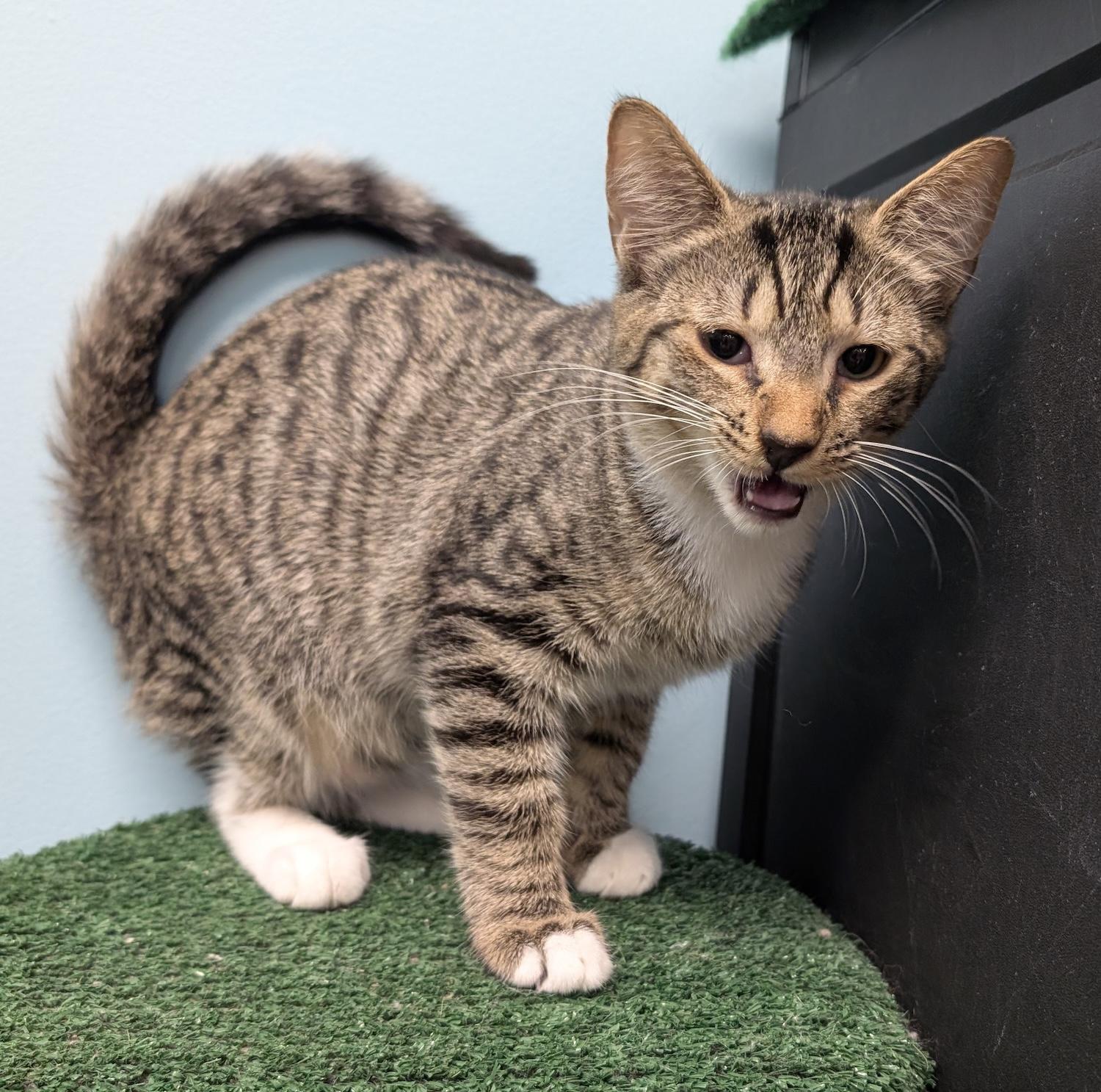 Enlarge Ted, a Adoptable Domestic Short Hair in Smithfield, NC image 2/5