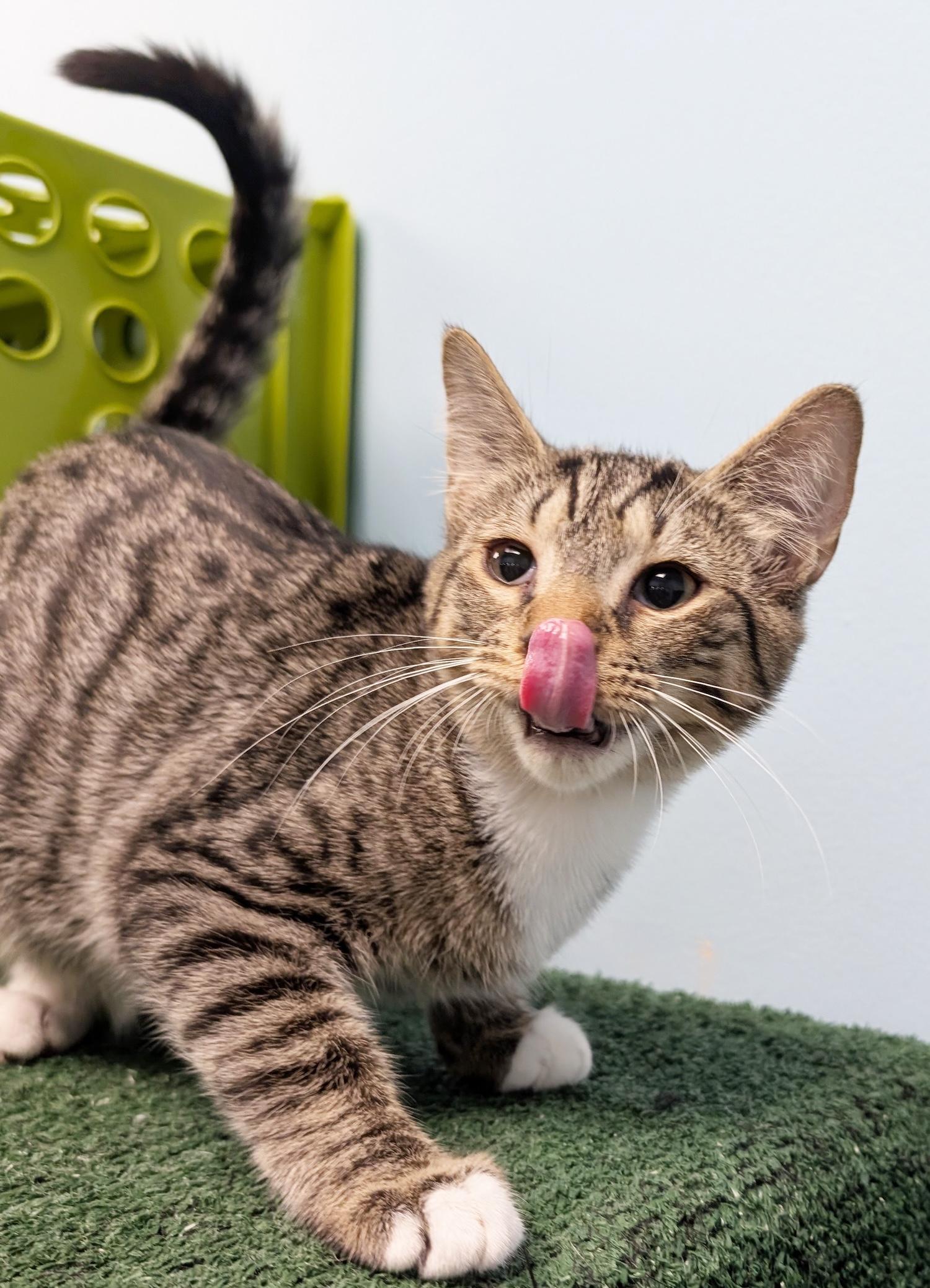 Enlarge Ted, a Adoptable Domestic Short Hair in Smithfield, NC image 3/5