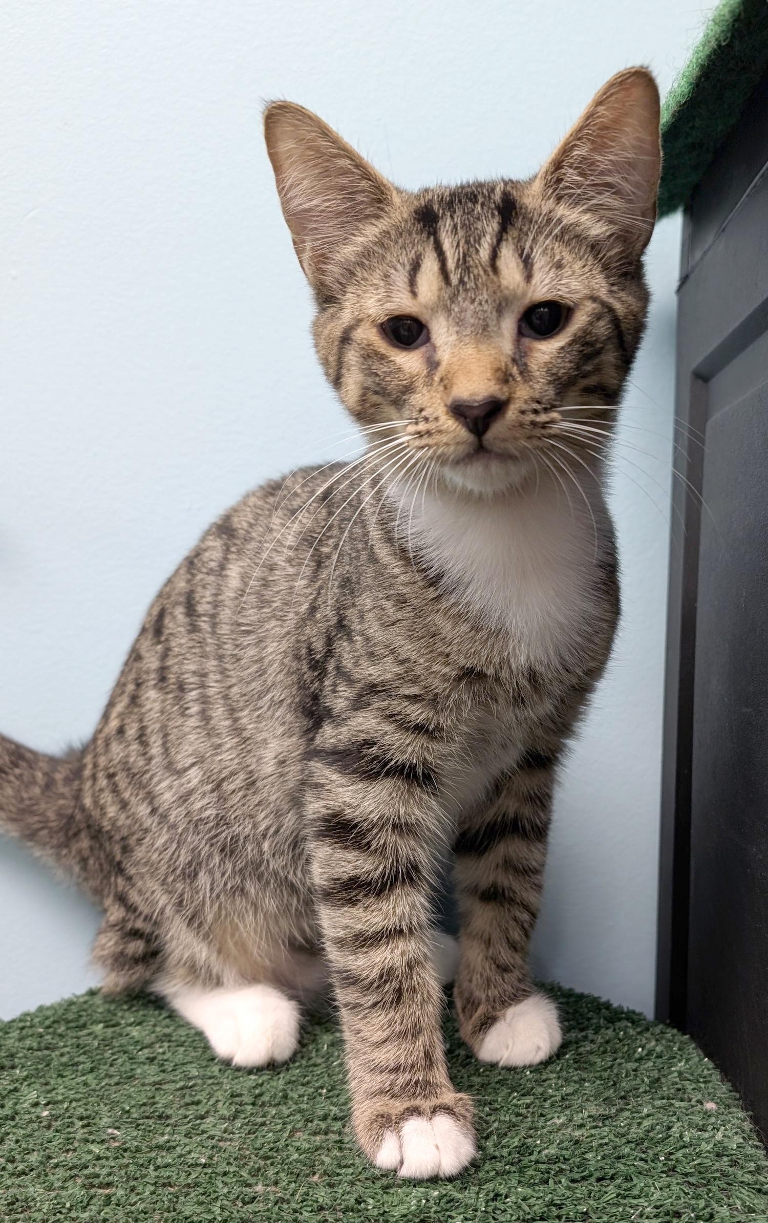 Enlarge Ted, a Adoptable Domestic Short Hair in Smithfield, NC image 4/5
