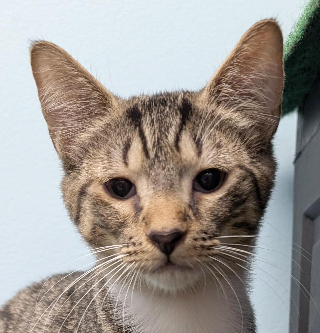 Enlarge Ted, a Adoptable Domestic Short Hair in Smithfield, NC image 5/5