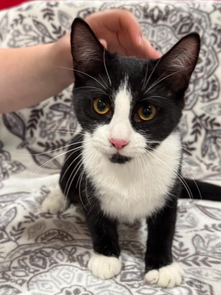 Olympia, Adoptable, Kitten Female Domestic Short Hair.