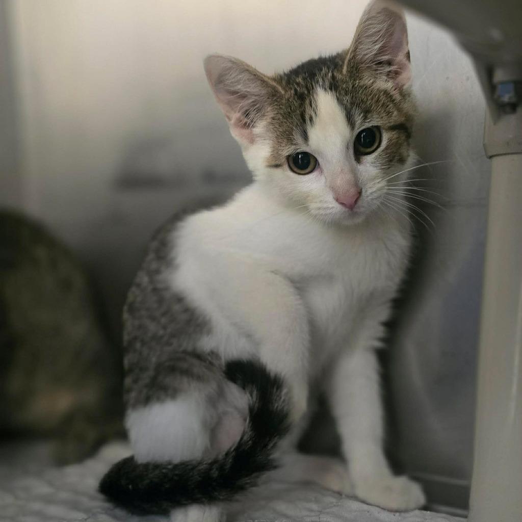 Euro, Adoptable, Kitten Female Domestic Short Hair.