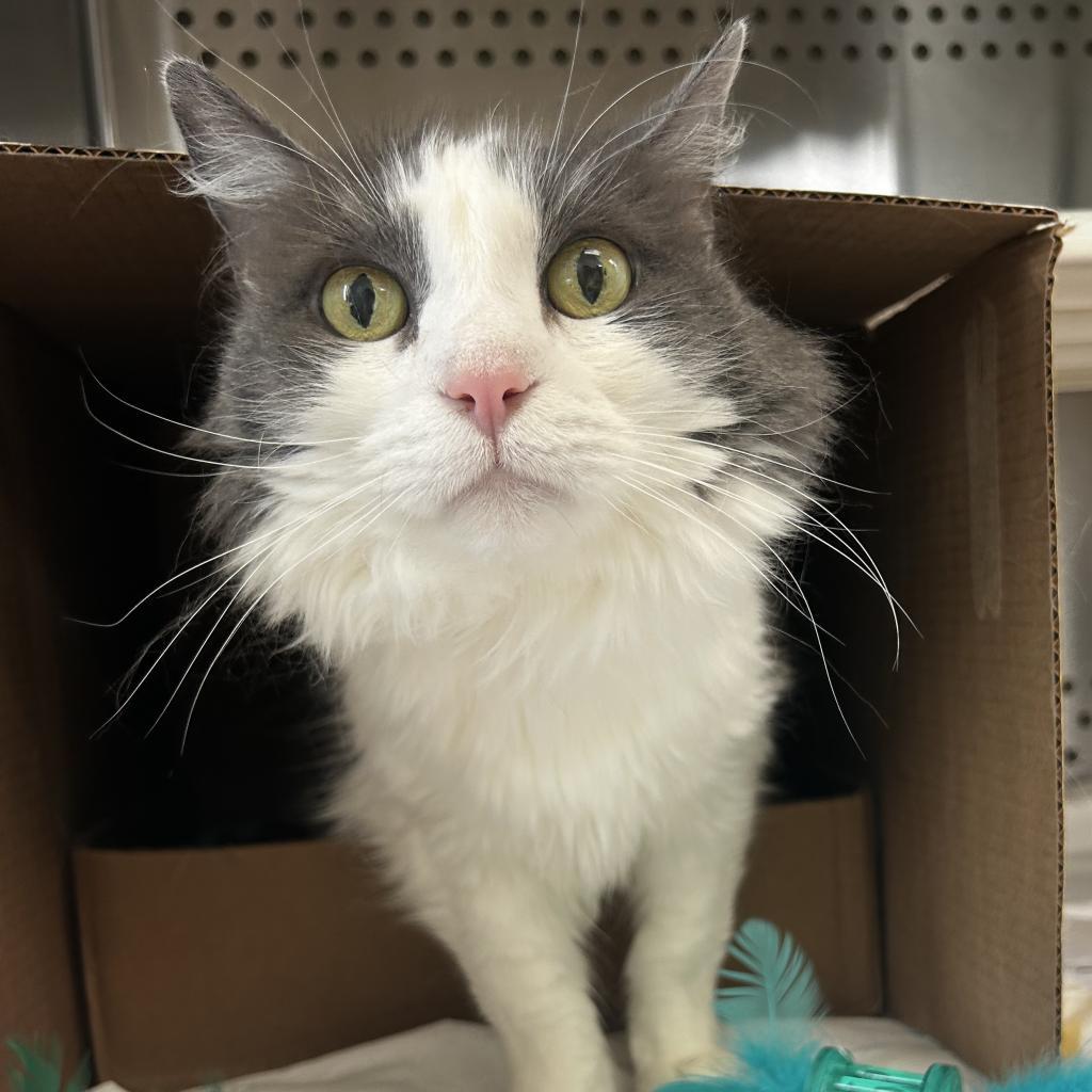 Enlarge Lucky, a Adoptable Domestic Long Hair in Lynchburg, VA image 1/6