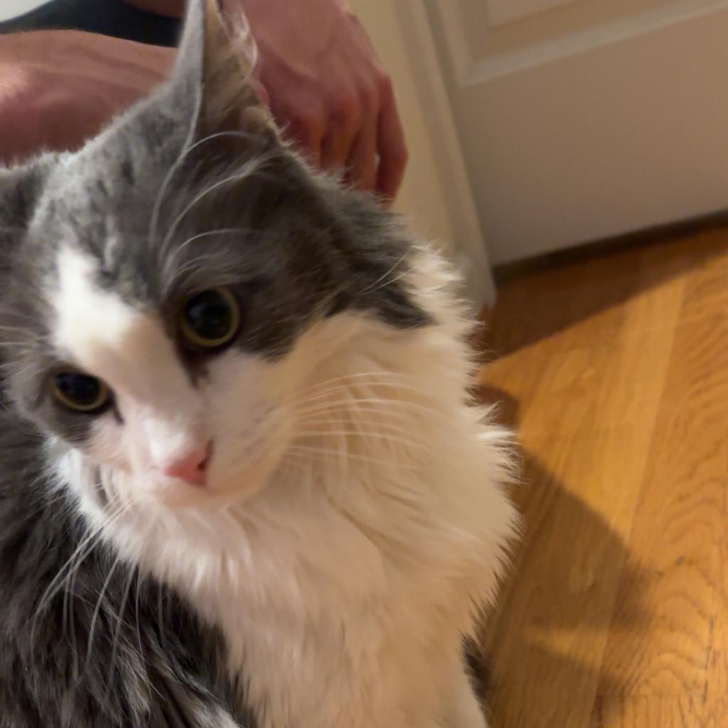 Enlarge Lucky, a Adoptable Domestic Long Hair in Lynchburg, VA image 2/6