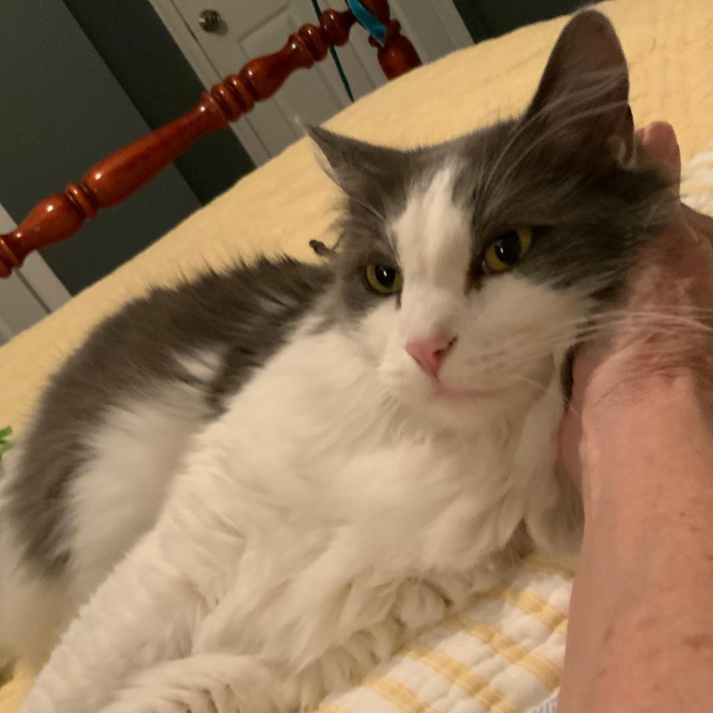 Enlarge Lucky, a Adoptable Domestic Long Hair in Lynchburg, VA image 3/6