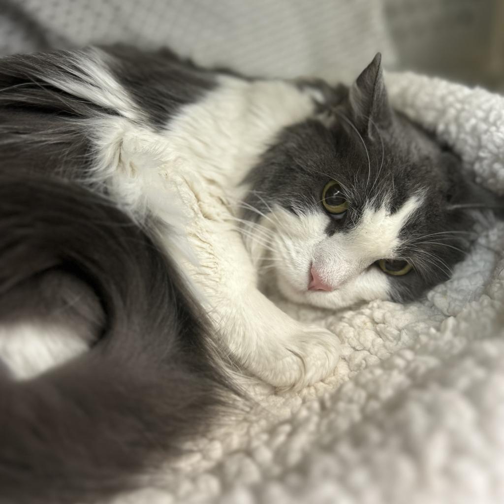 Enlarge Lucky, a Adoptable Domestic Long Hair in Lynchburg, VA image 4/6