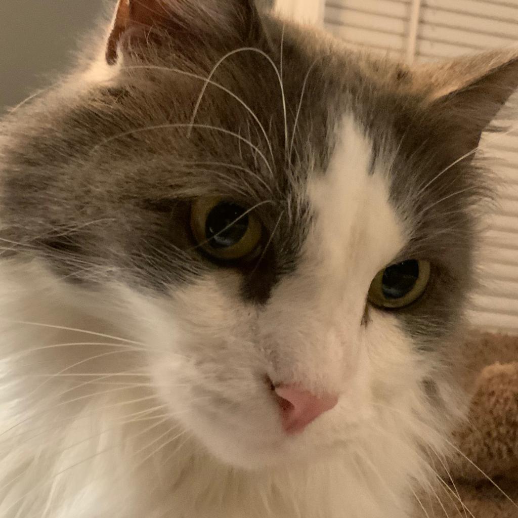 Enlarge Lucky, a Adoptable Domestic Long Hair in Lynchburg, VA image 5/6