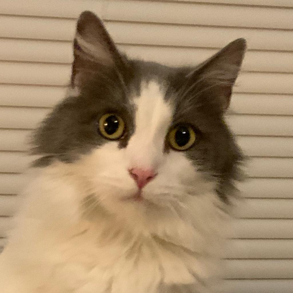 Enlarge Lucky, a Adoptable Domestic Long Hair in Lynchburg, VA image 6/6