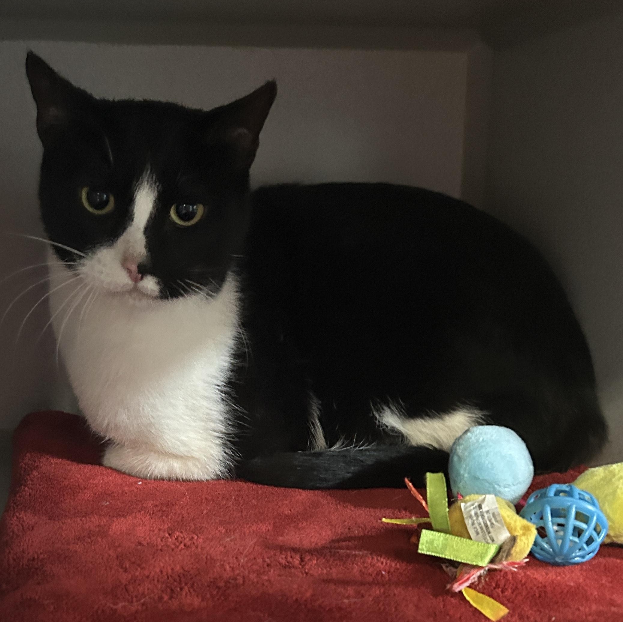 Enlarge Steven, a ADOPTABLE Domestic Short Hair in Bisbee, AZ image 1/2