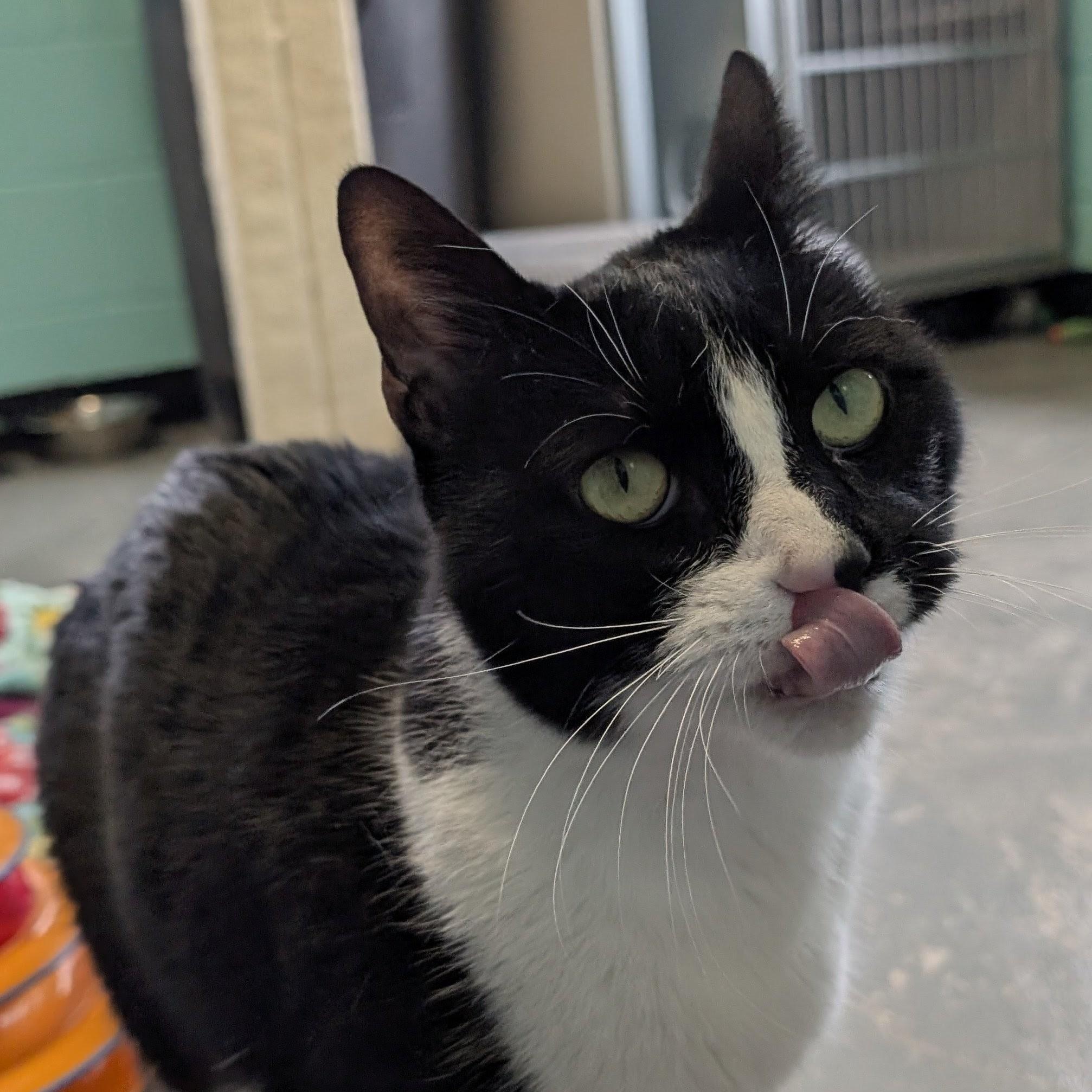 Steven, a ADOPTABLE Domestic Short Hair in Bisbee, AZ image 1/3