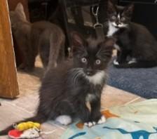 Enlarge Romeo, an adopted mixed breed in Bolingbrook, IL image 3/3