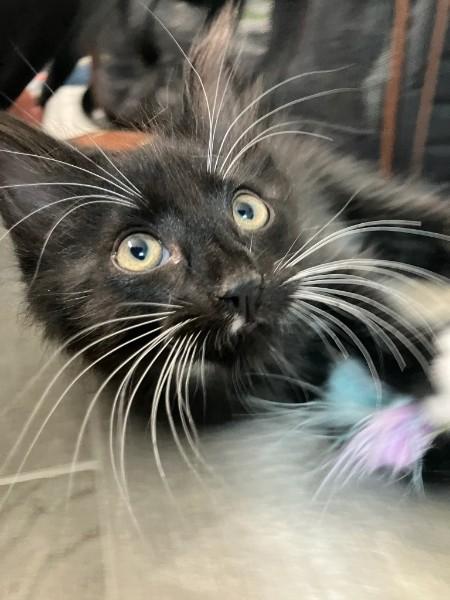 Enlarge Romeo, an adopted mixed breed in Bolingbrook, IL image 2/3