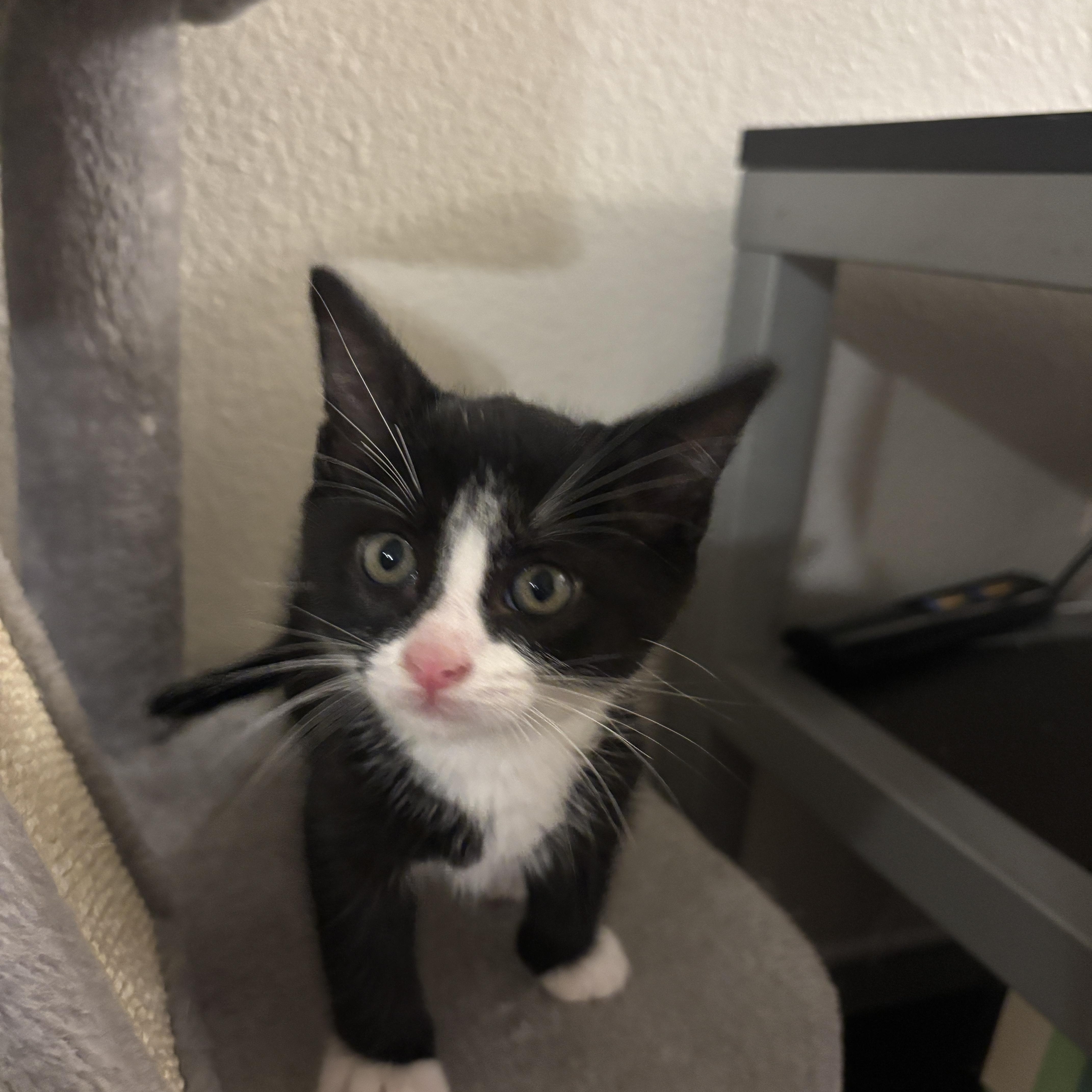 Patches, a ADOPTABLE Domestic Short Hair in Davis, CA image 3/6