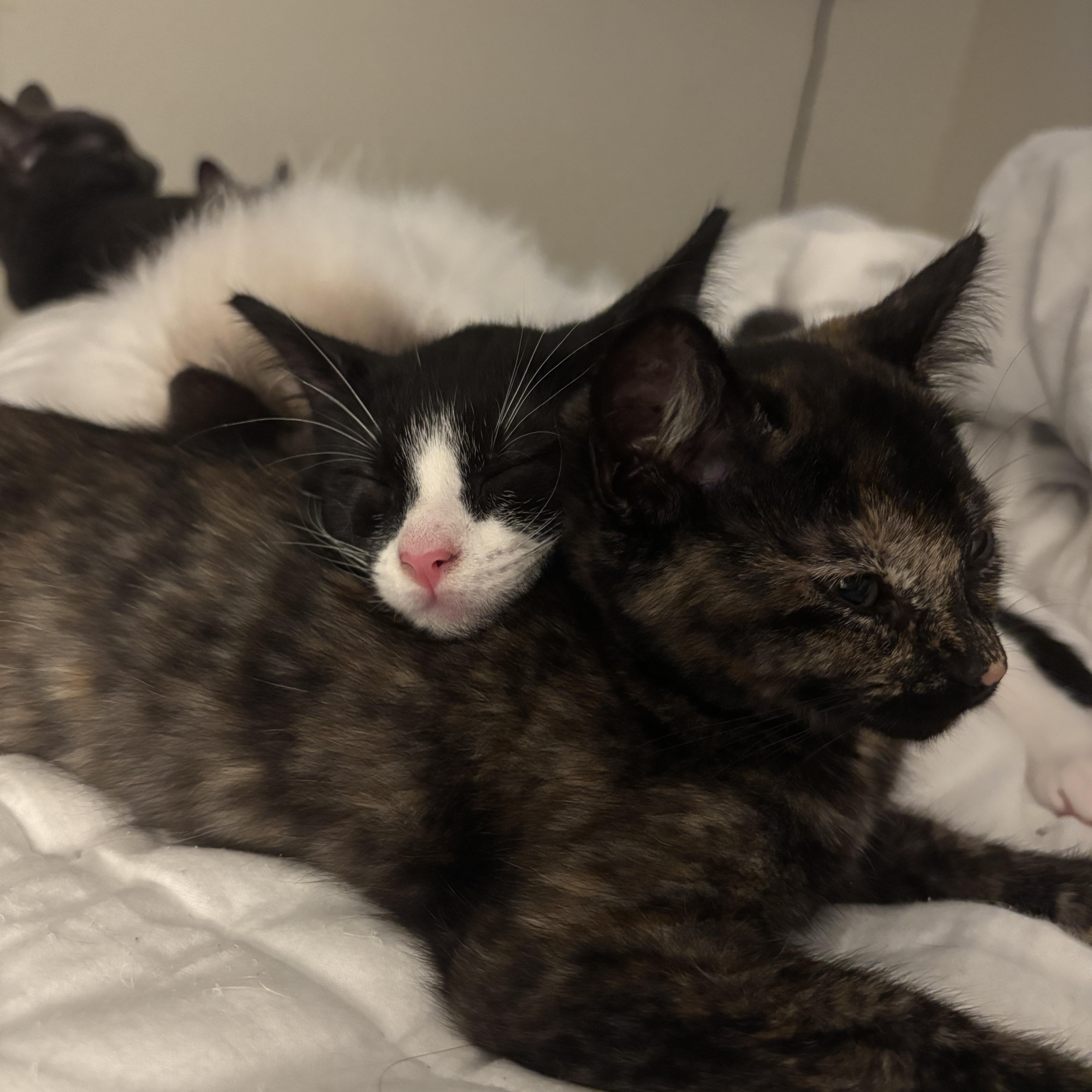 Patches, a ADOPTABLE Domestic Short Hair in Davis, CA image 6/6