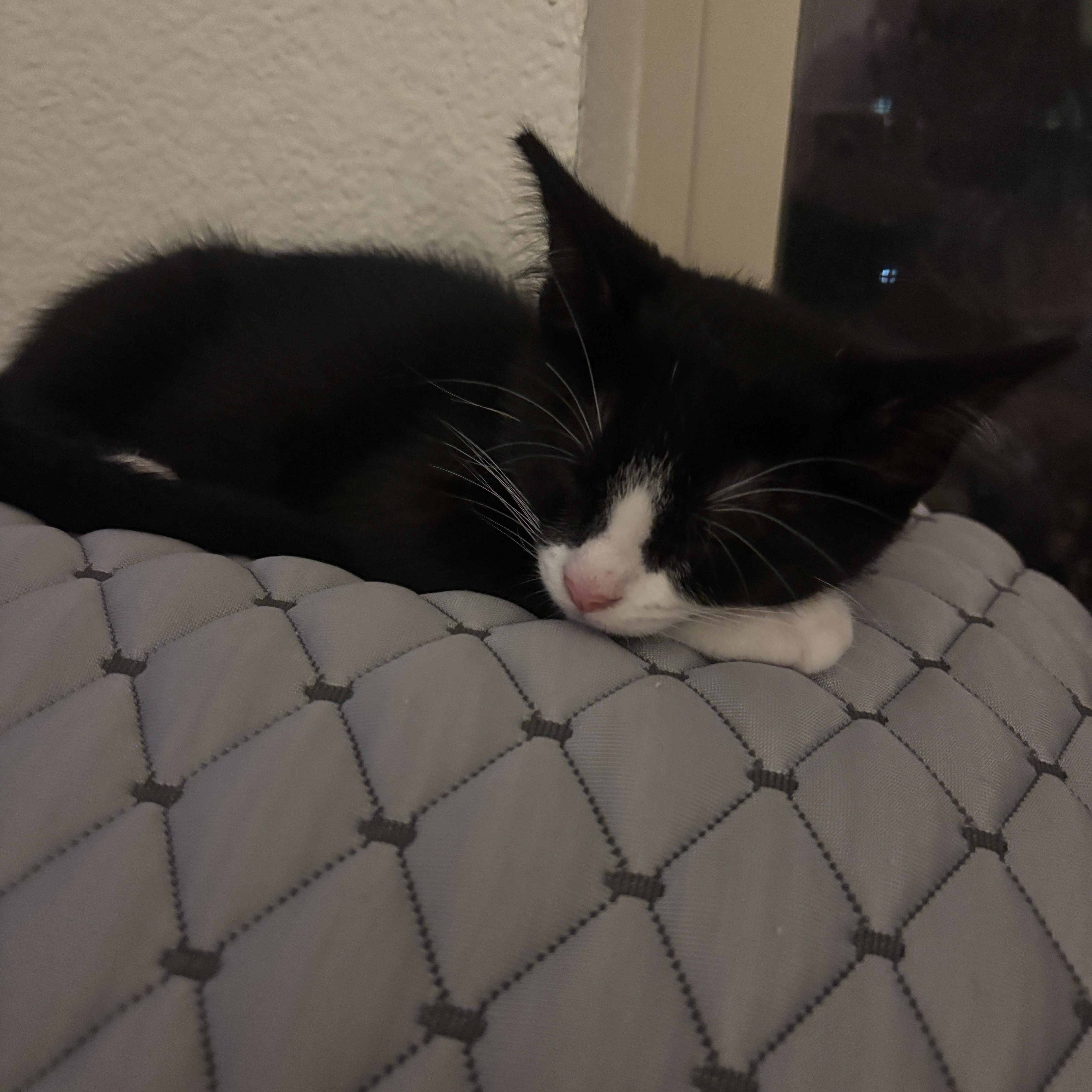 Patches, a ADOPTABLE Domestic Short Hair in Davis, CA image 2/6