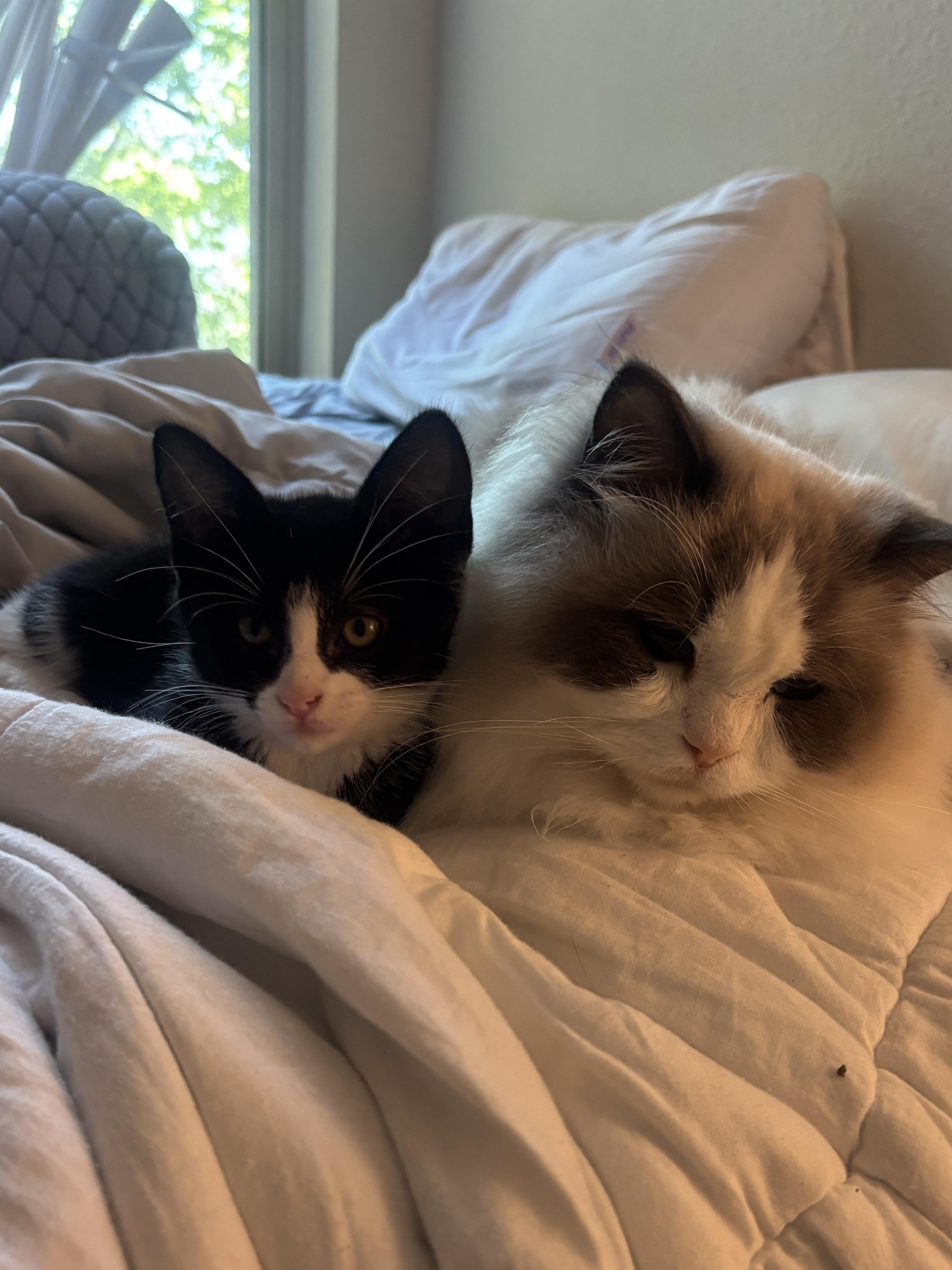 Patches, a ADOPTABLE Domestic Short Hair in Davis, CA image 5/6